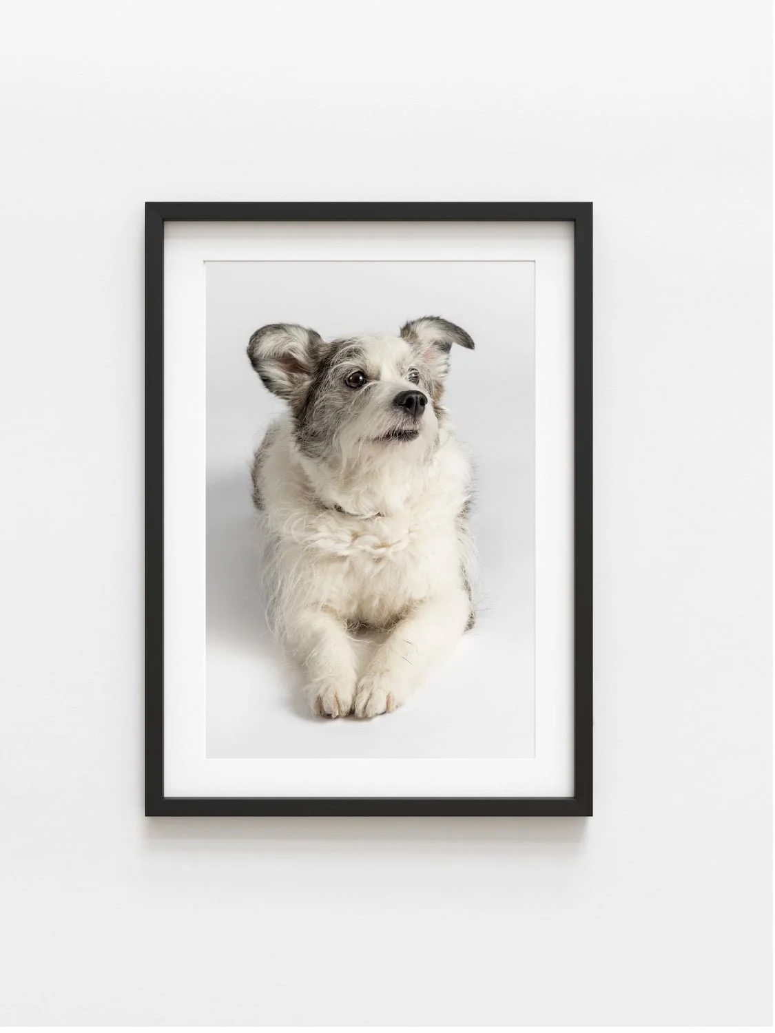 Chicago Pet Photographer