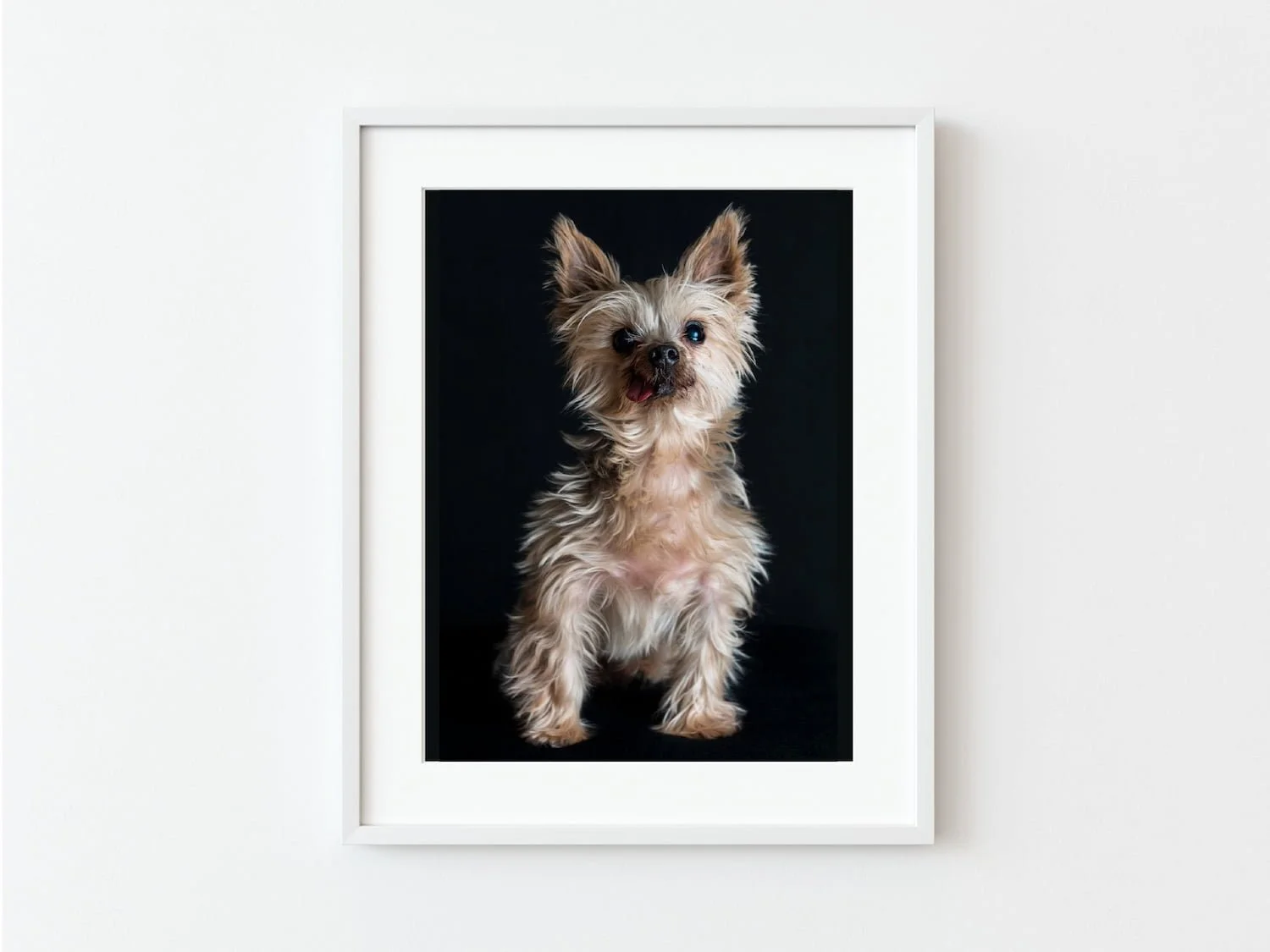 Family Pet Portraits and Wall Art