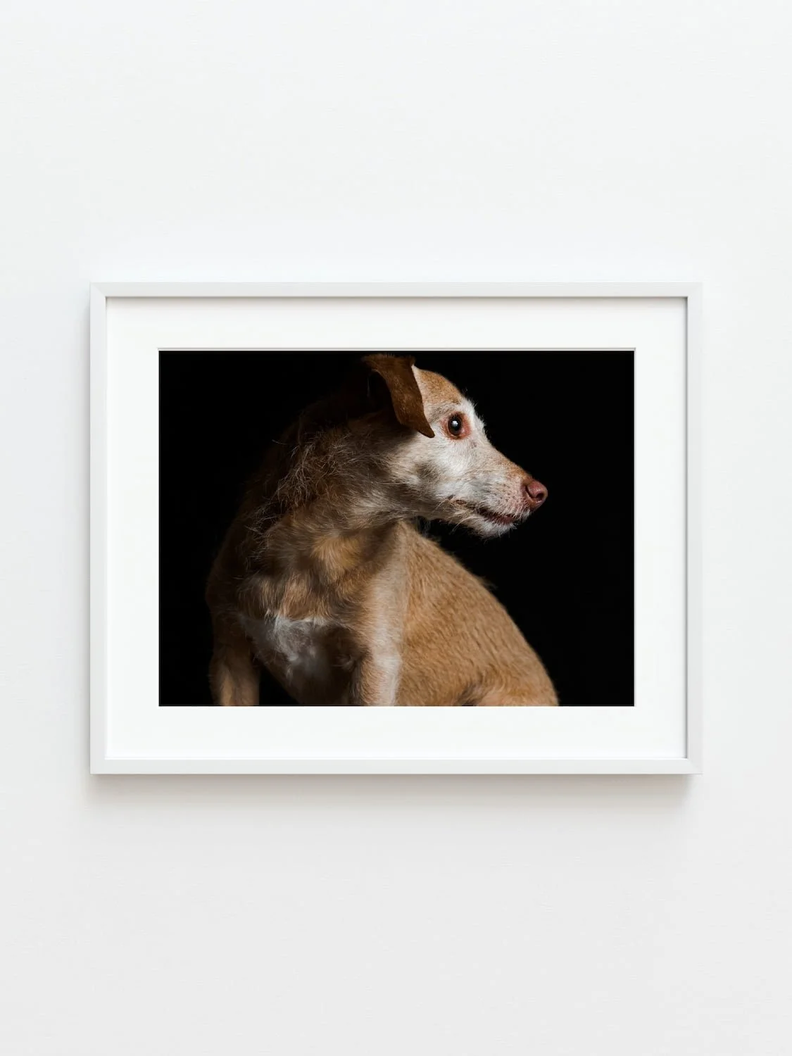 Chicago Dog Photographer