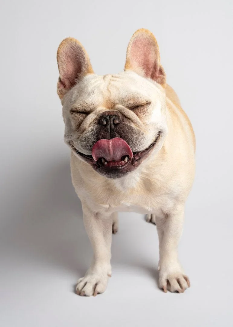 Lesley Ames Pet Photographer