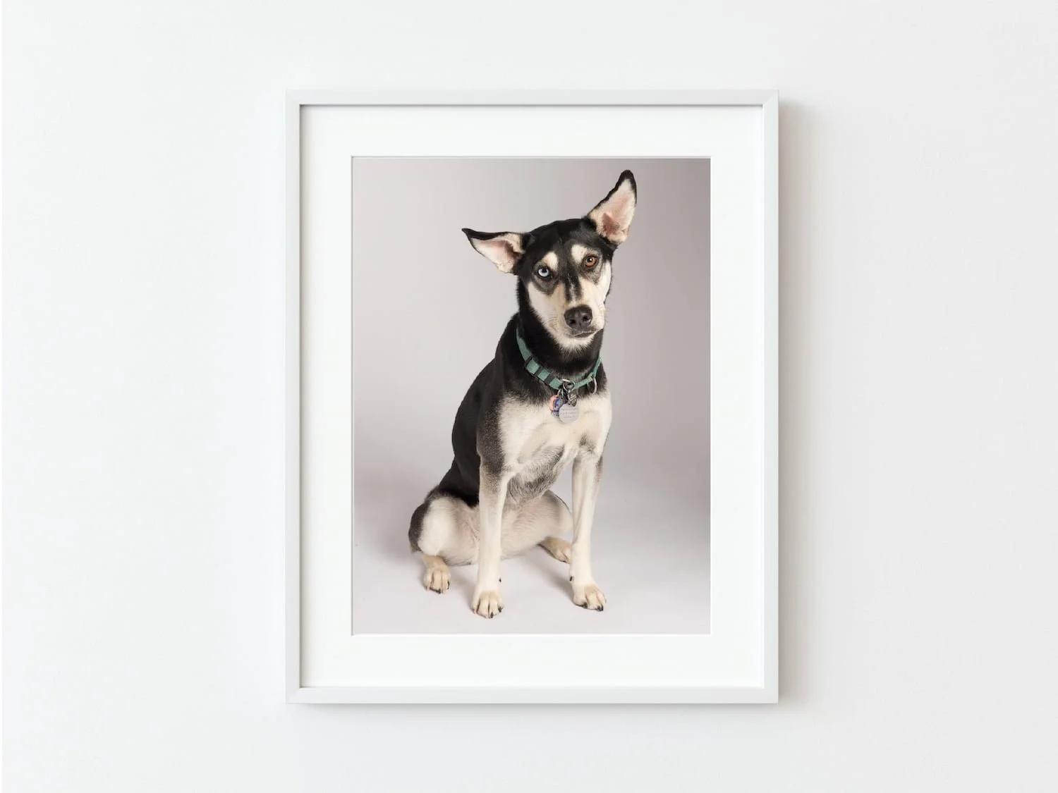 Lesley Ames Chicago Pet Photographer