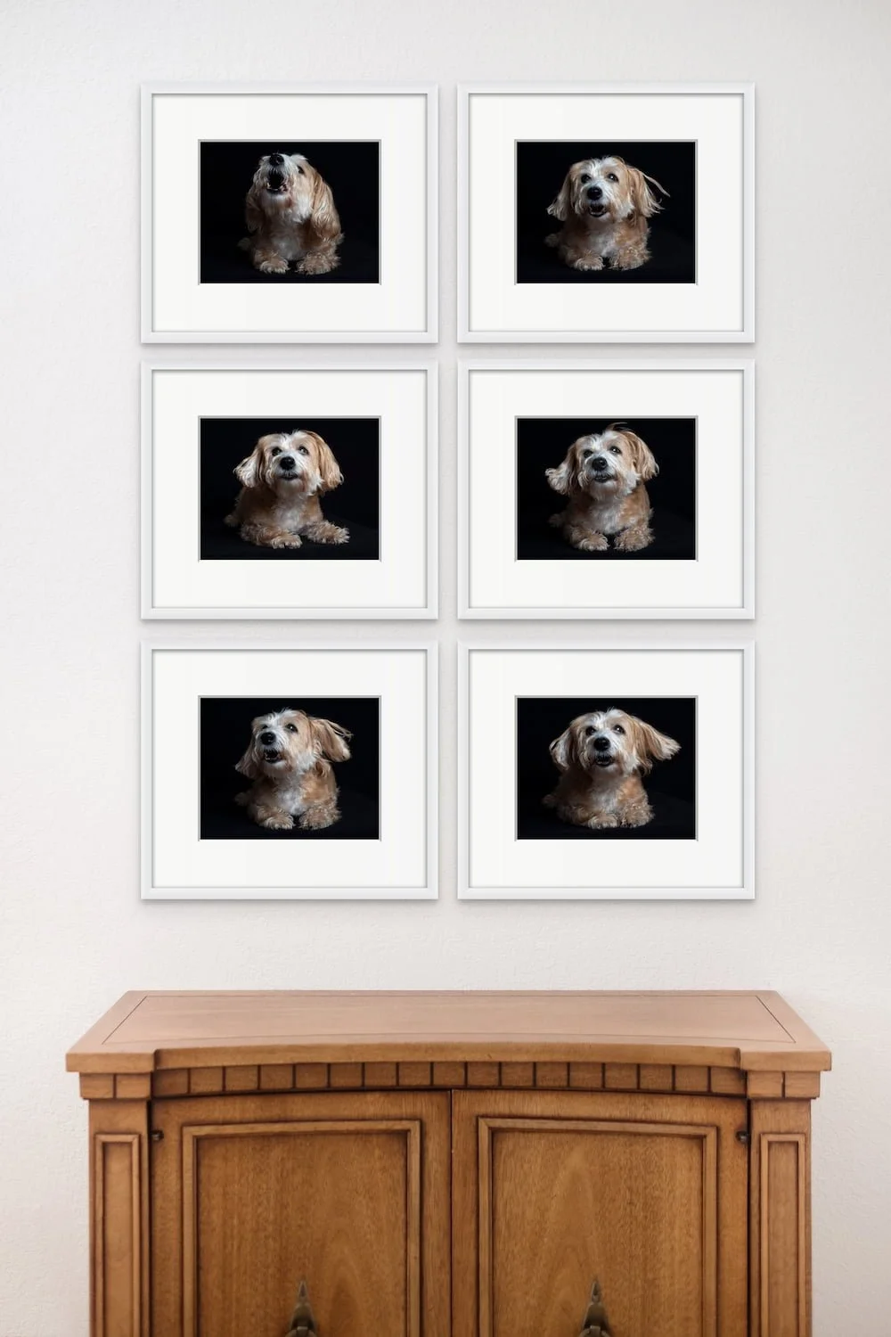 Pet Portrait Gallery Wall