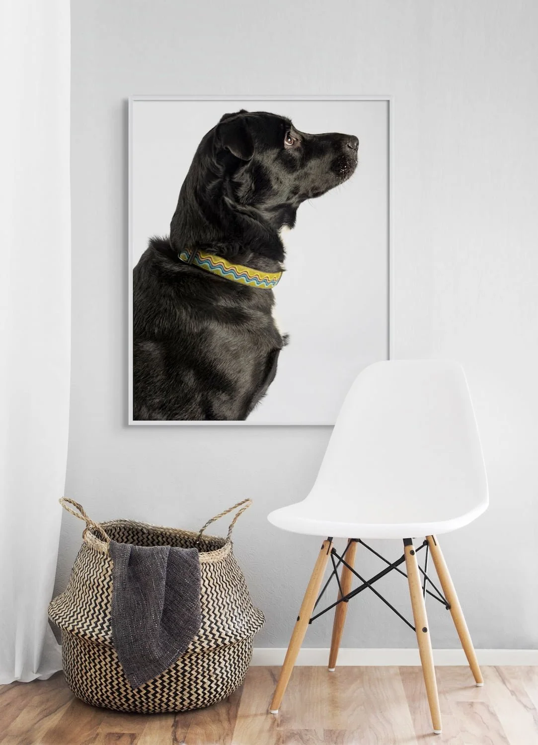 Black Dog Portraits and Pet Photography 