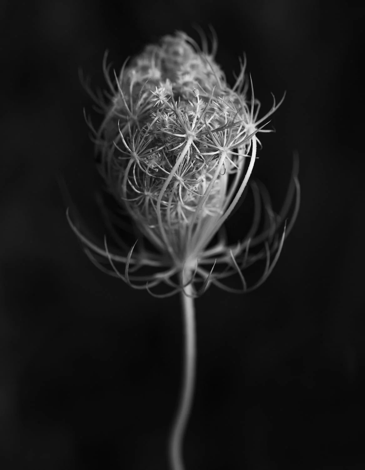  Wispy seedhead with feathery tendrils, black and white macro 