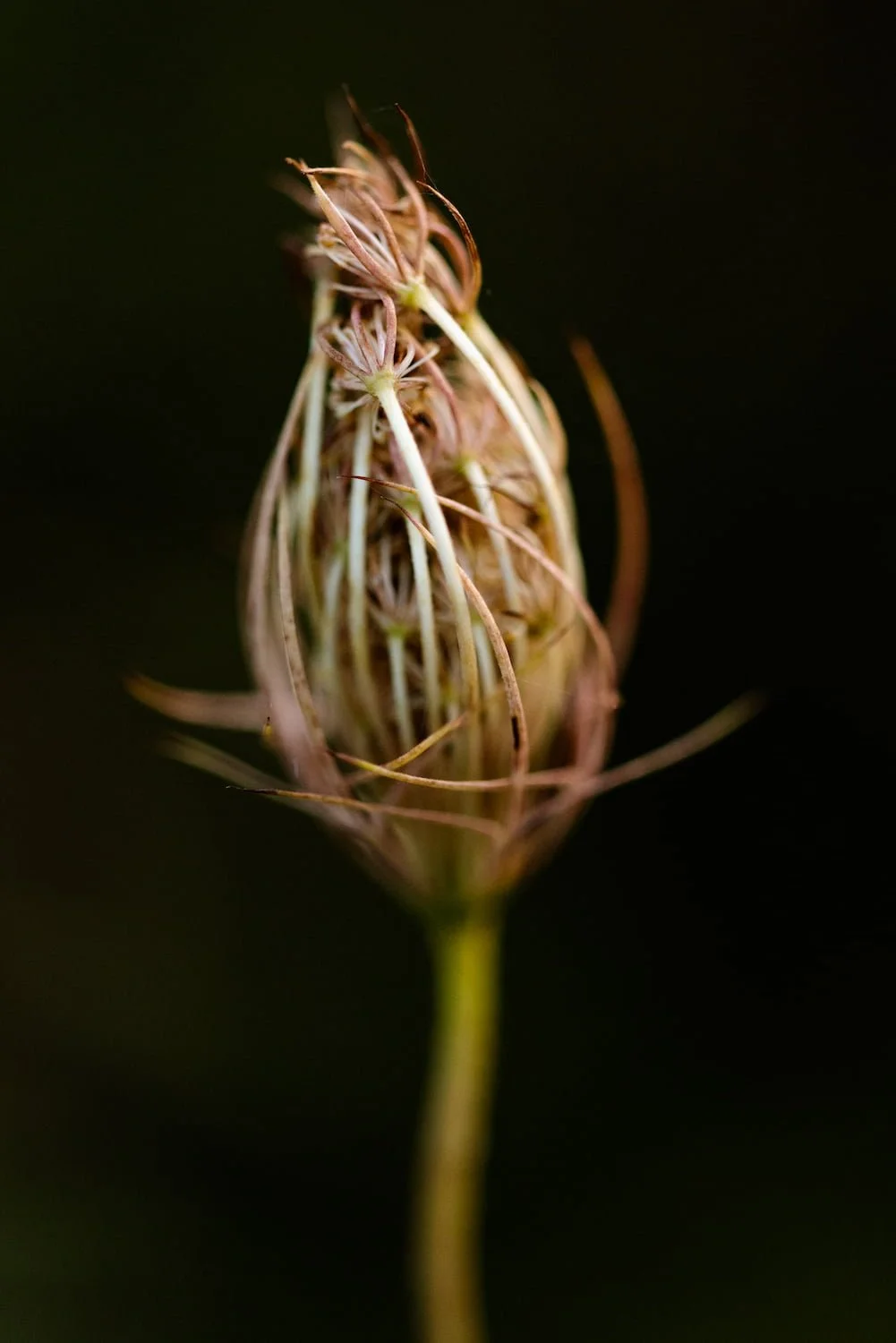  Amber seedhead on dark background, color fine art nature 