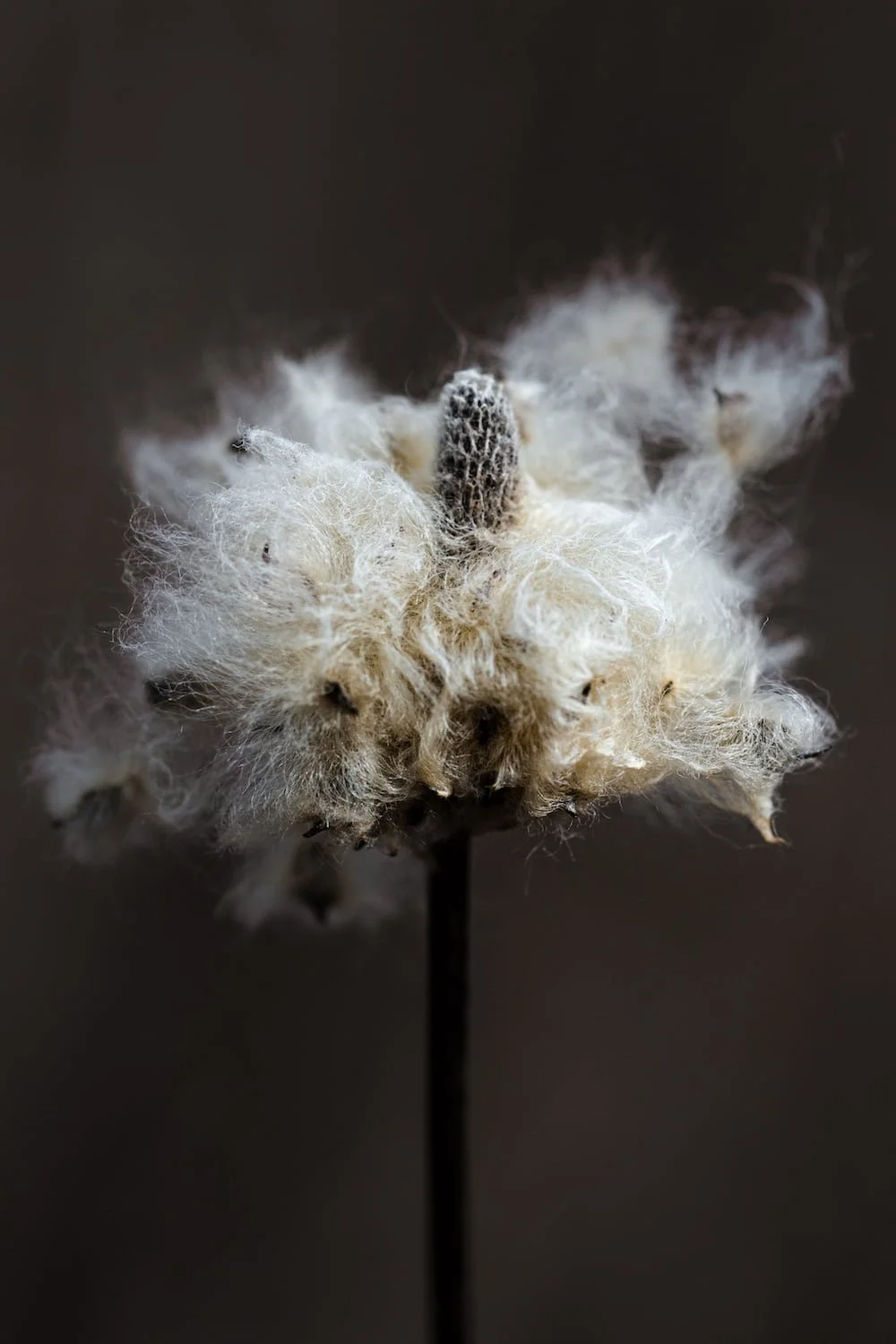 nsp_windflower_wispy_01.jpg.jpg