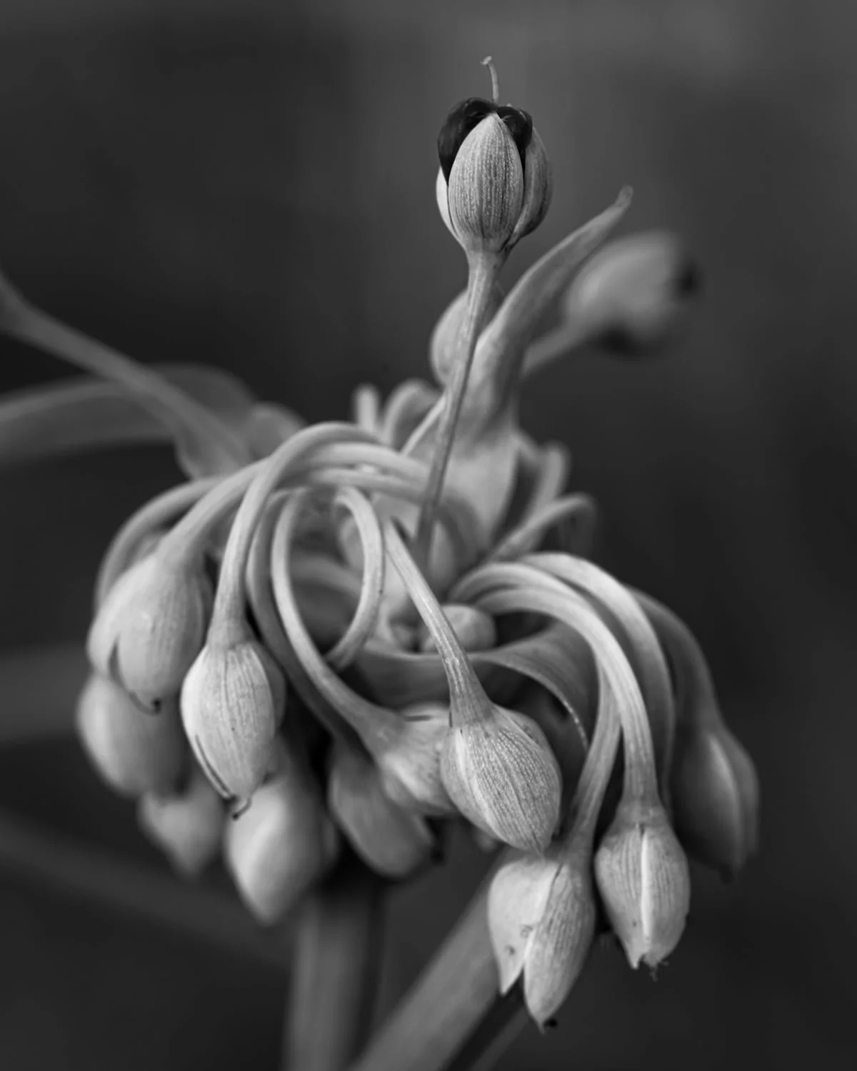  Cluster of spider wort bending on stems, black and white fine art 