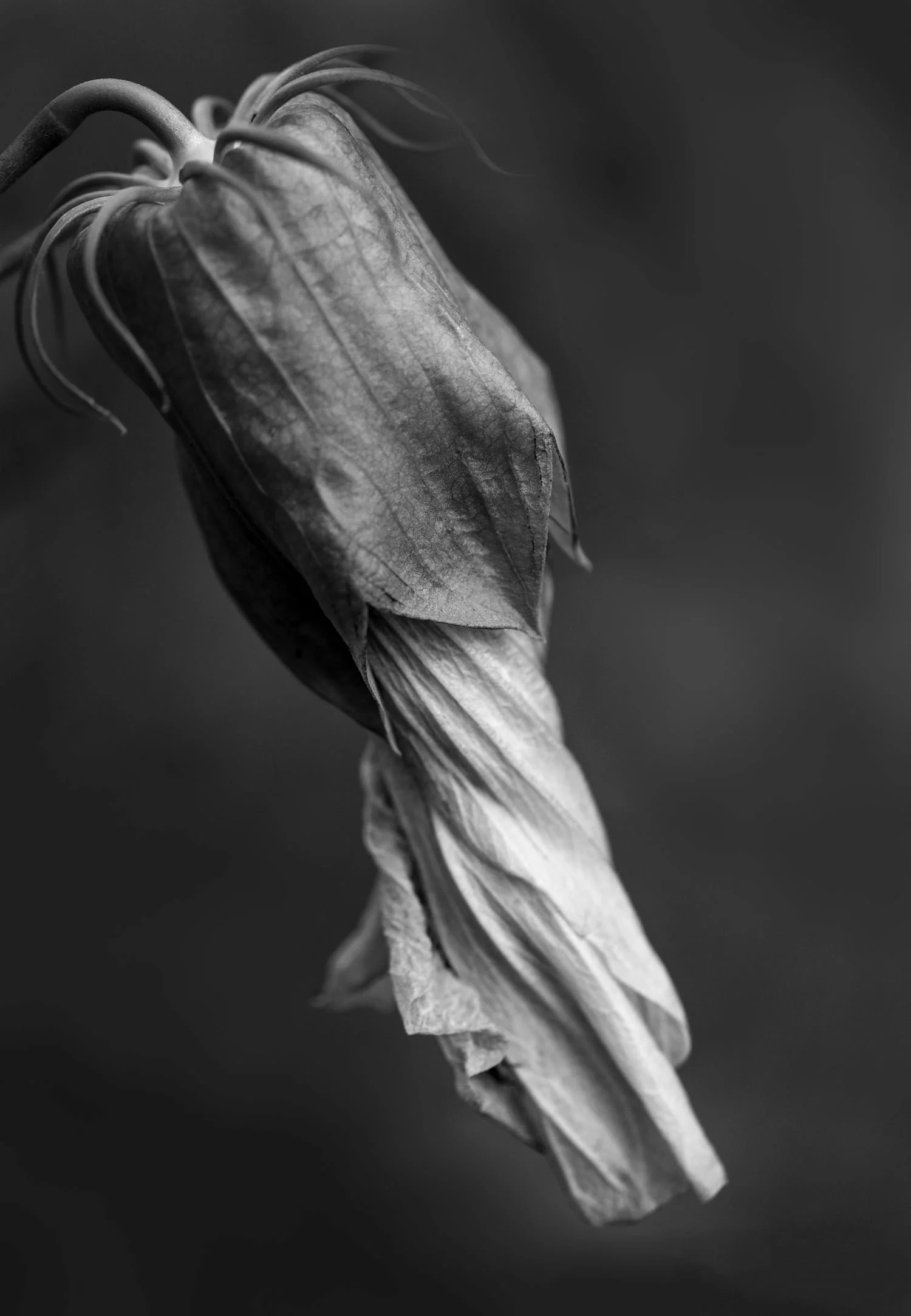  Prairie petals folding inward, monochrome fine art close-up 