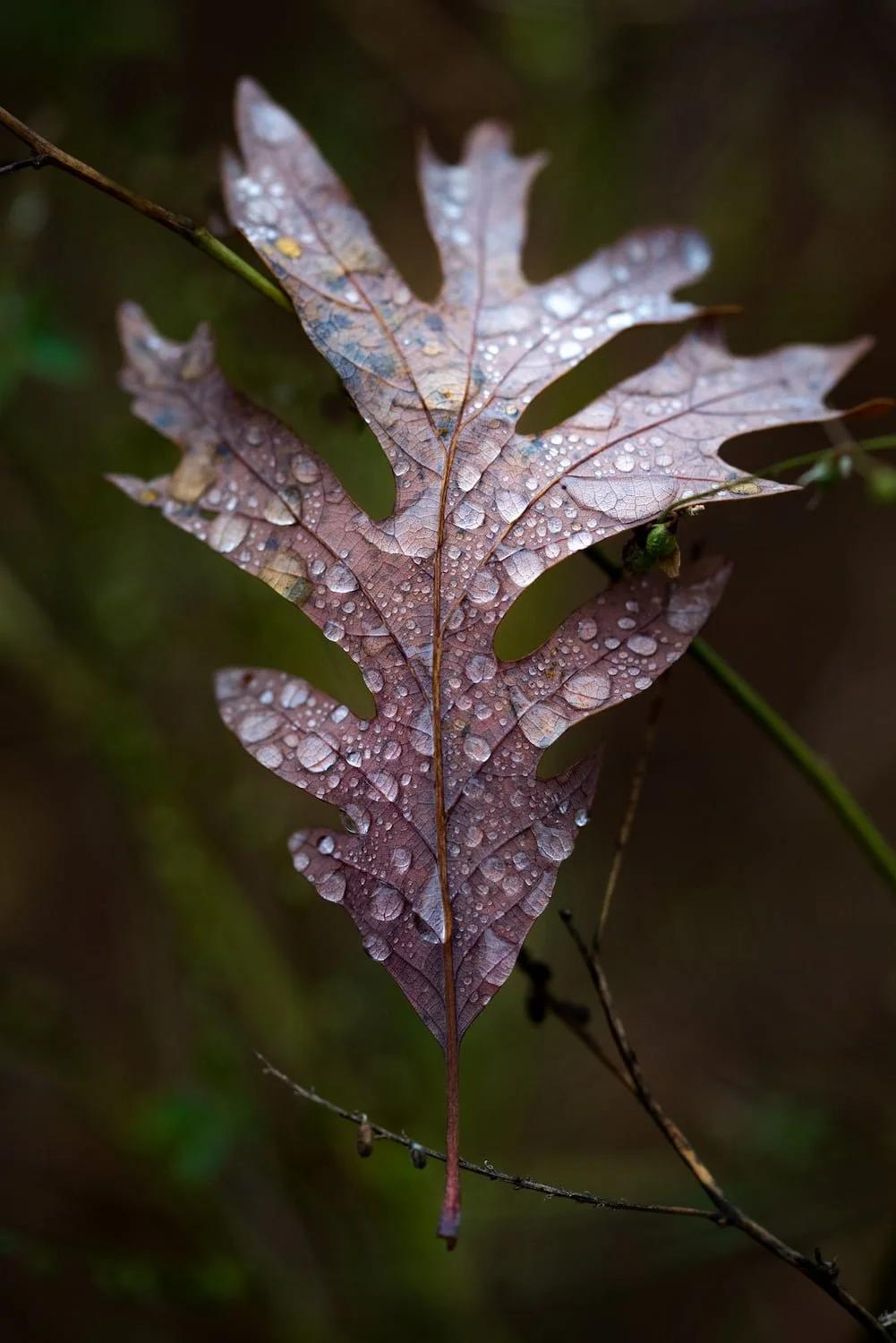  Jagged green leaf covered in water droplets, color fine art nature 