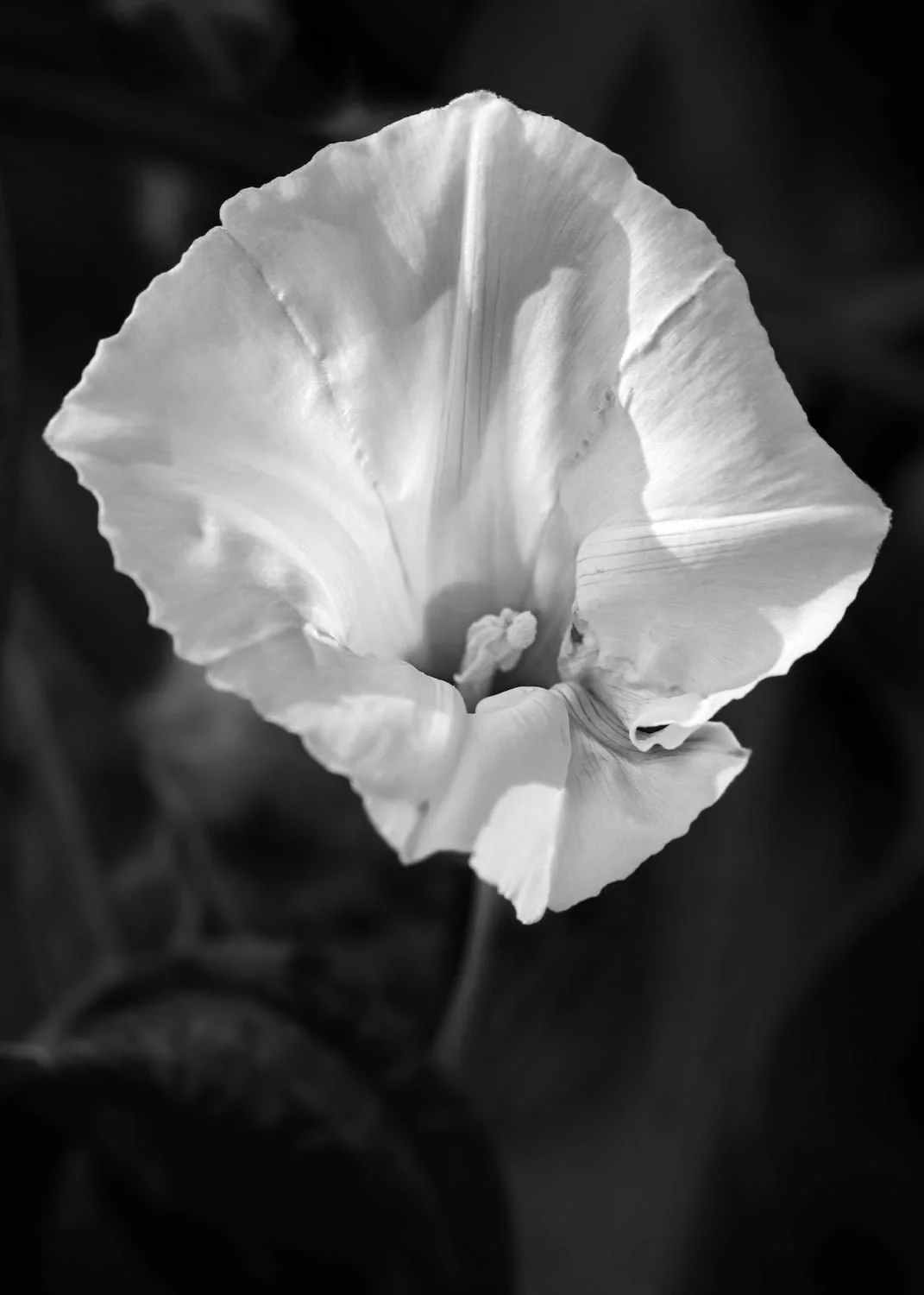  Open white poppy bloom with delicate petals, fine art black and white 