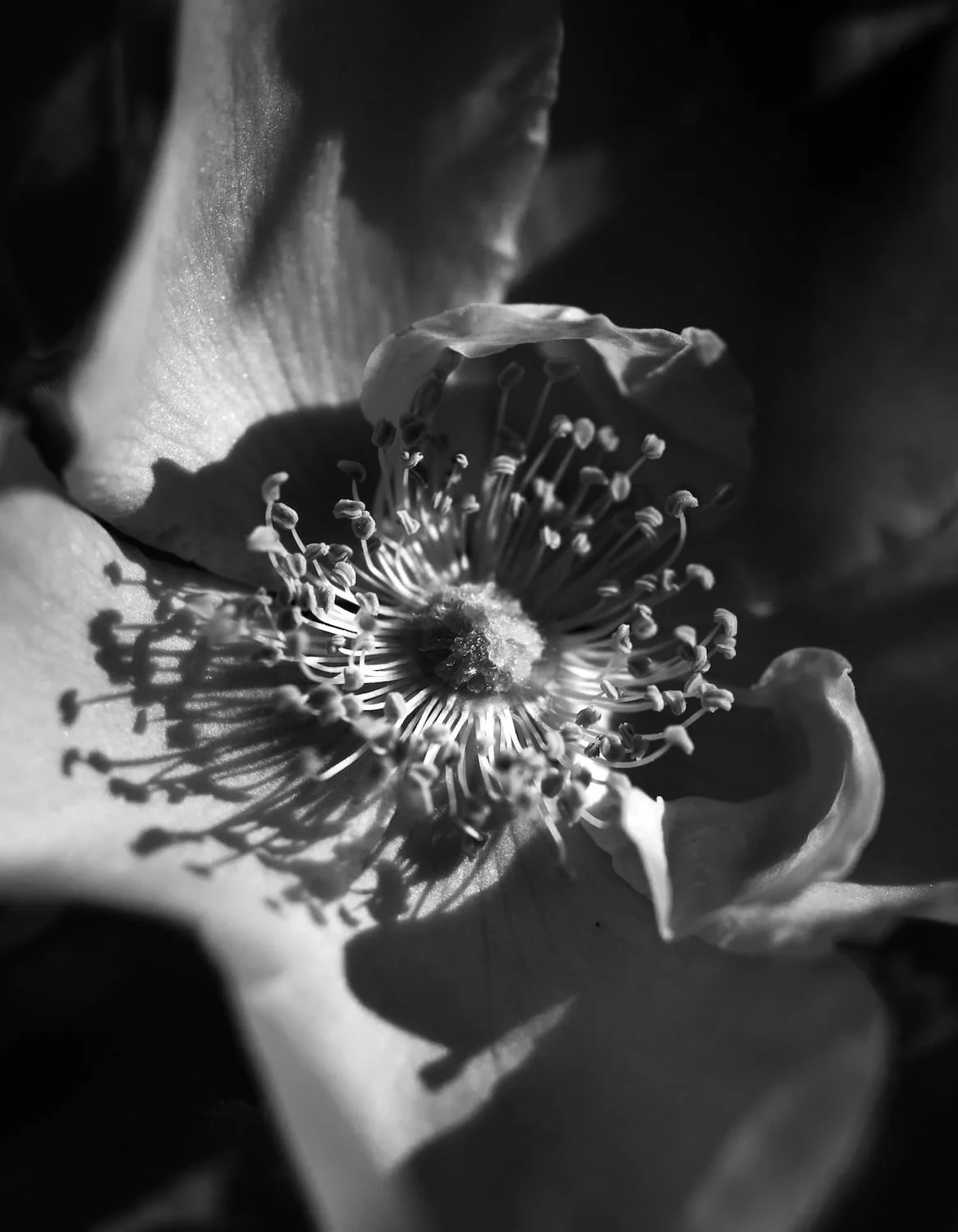 Prairie anemone  exploding outward, black and white fine art macro 