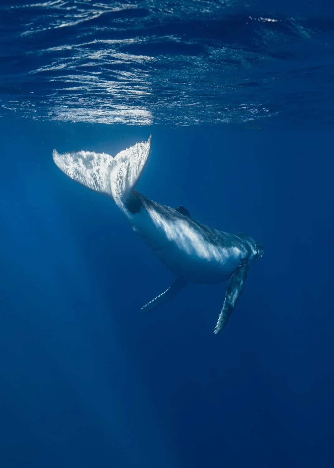 Humpback whale calf, Tonga — Lesley Ames nature photography