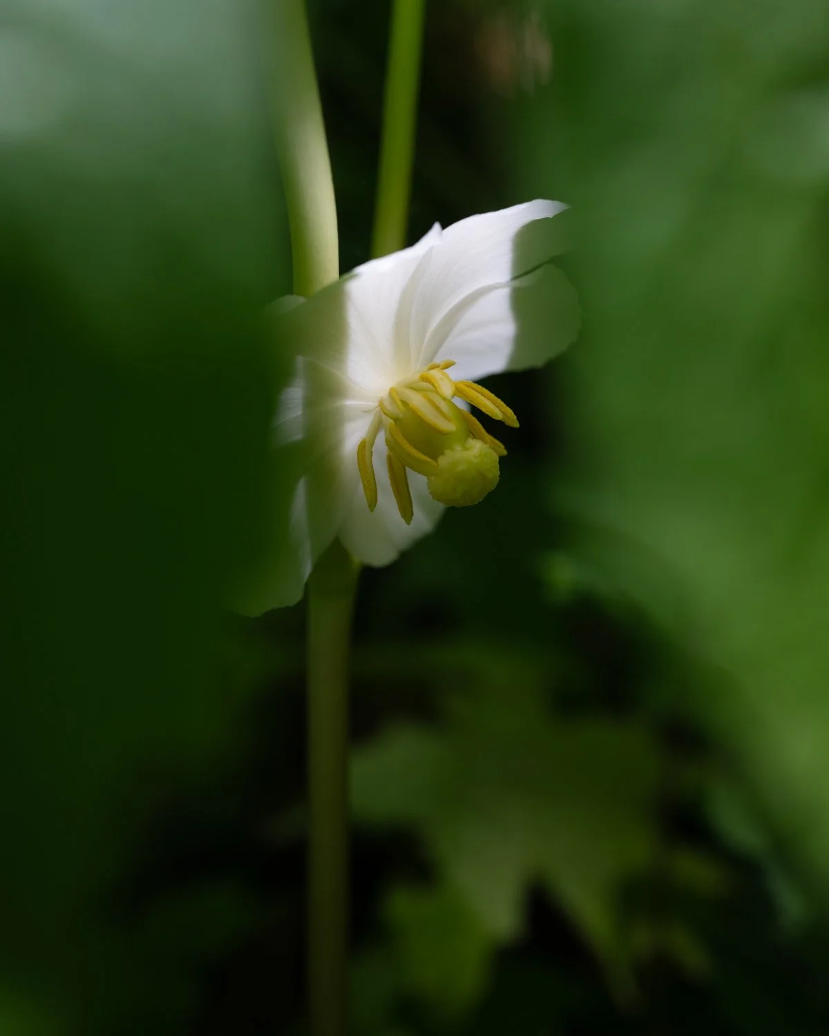 Still Here, Still Okay