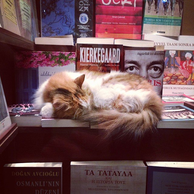 What to Expect from a Pet Psychic Reading 