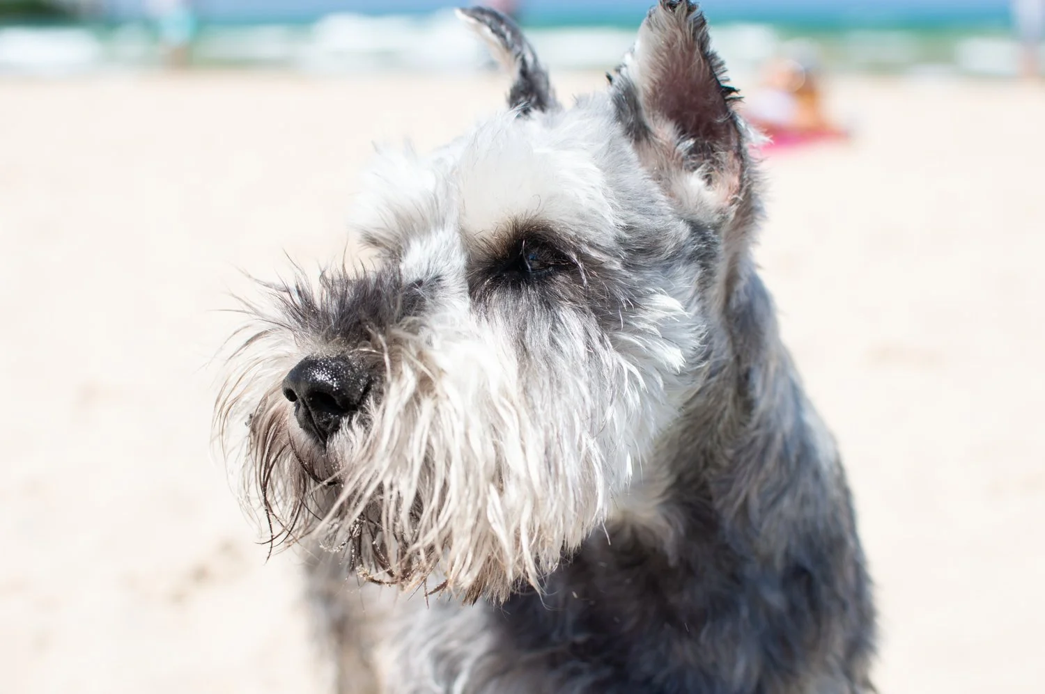 Understanding Your Pet on a Deeper Level: Exploring Pet Psychic Communication