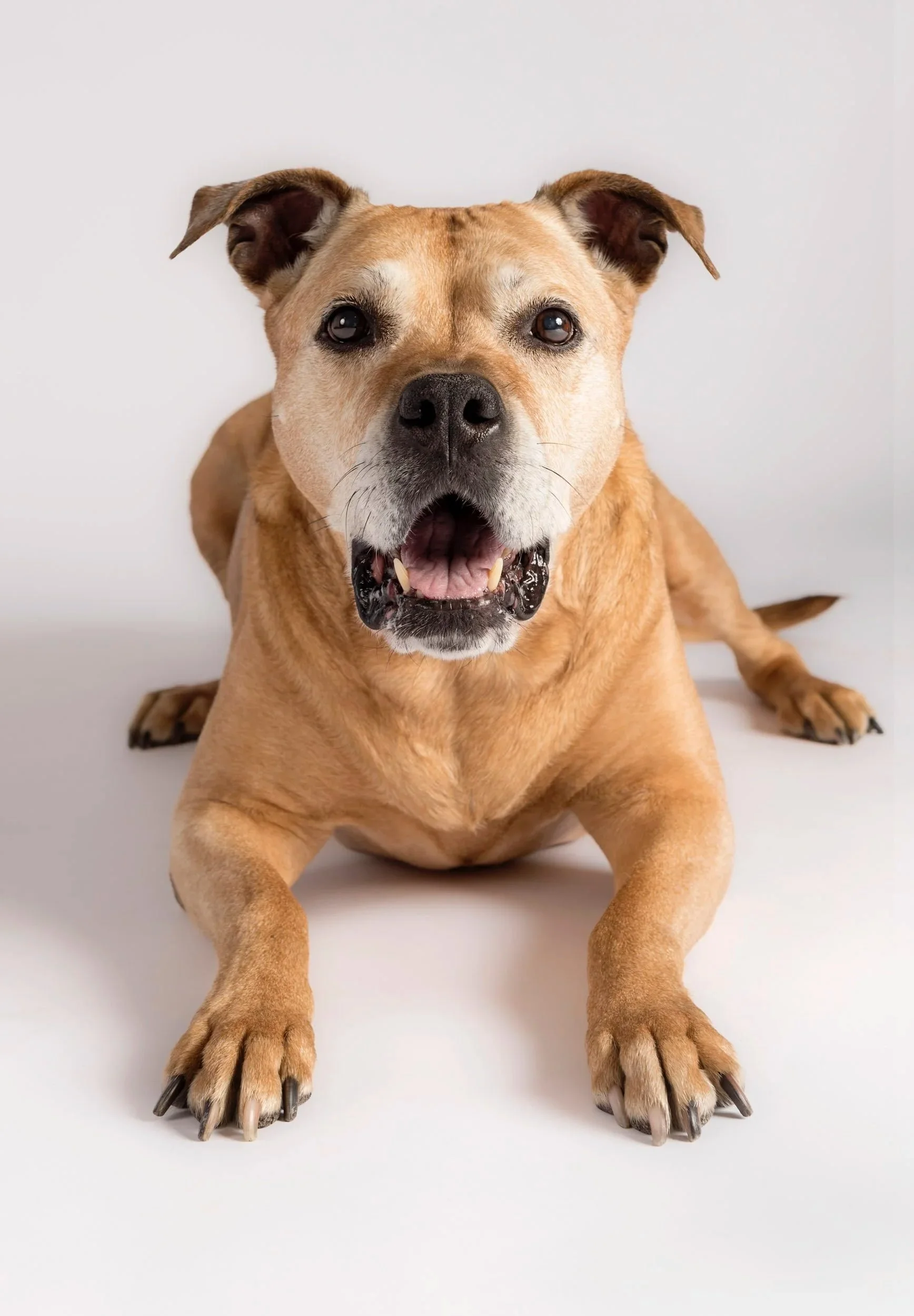 lesley-ames-pet-portrait-21.jpg
