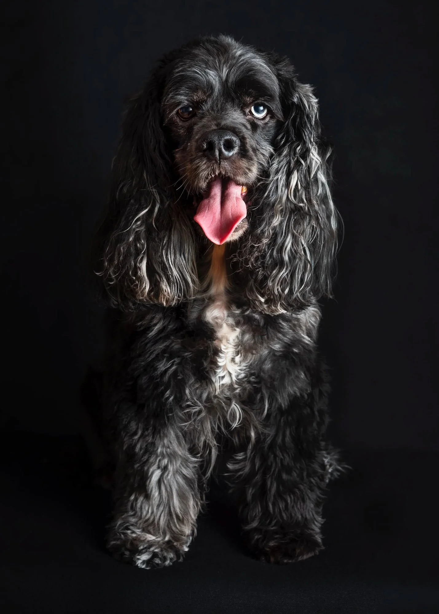 lesley-ames-pet-portrait-22.jpg