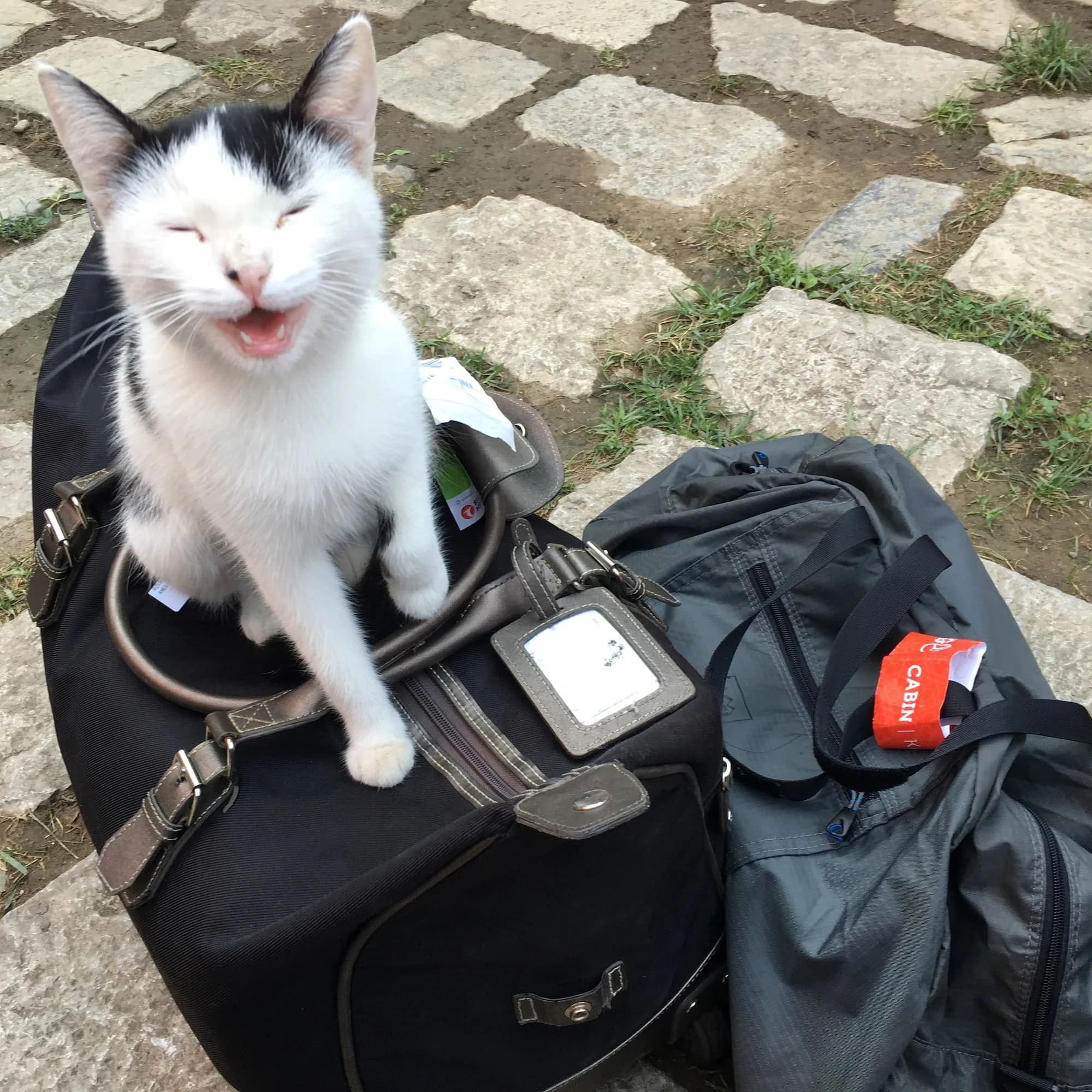 Cats Aren't Aloof. They're Specific.