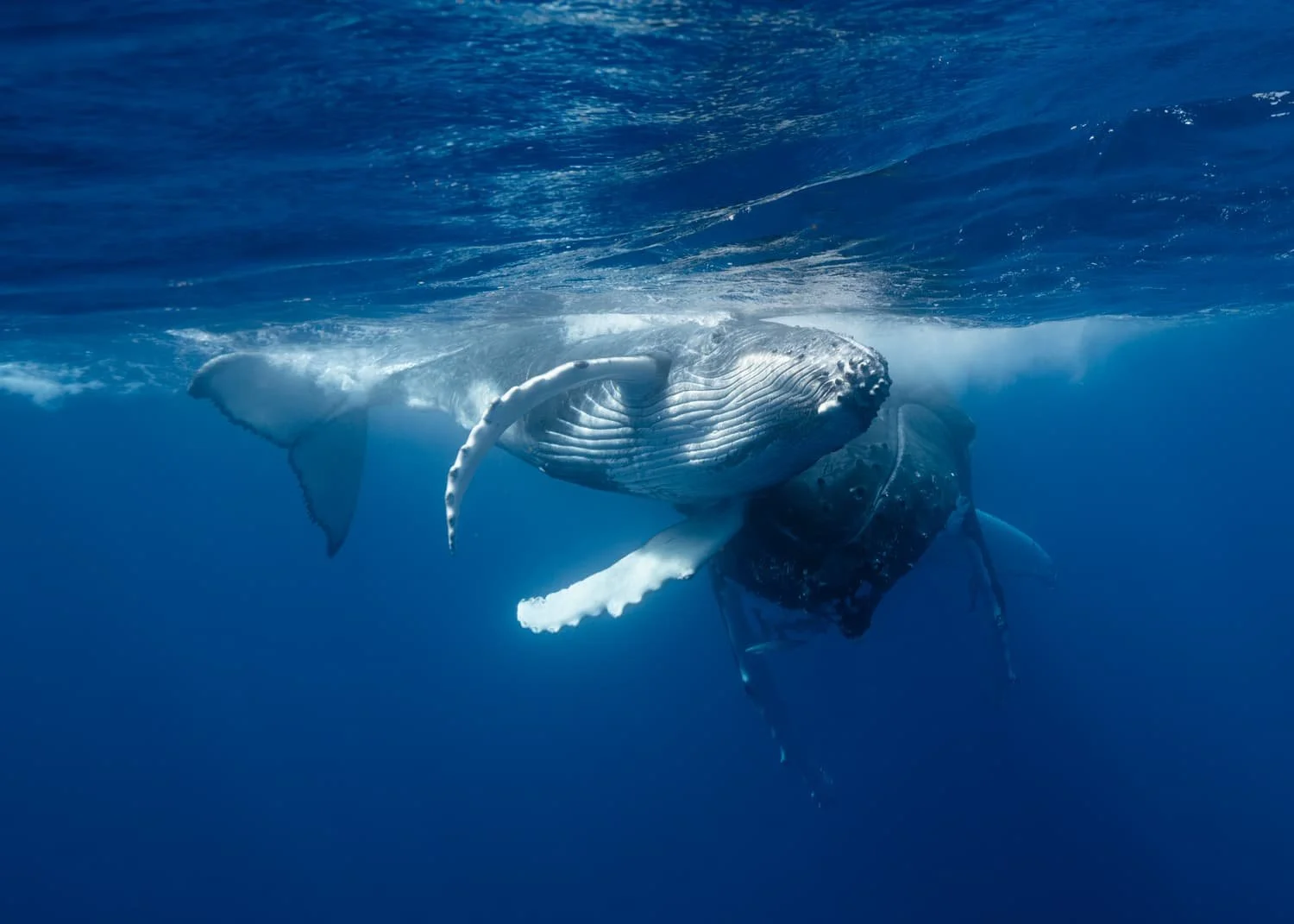 Humpback whale Tonga oceanic sea — nature photographer Lesley Ames