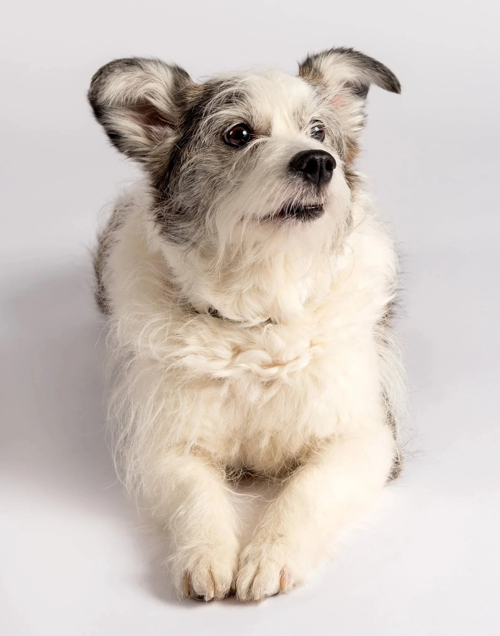 lesley-ames-pet-portrait-06.jpg