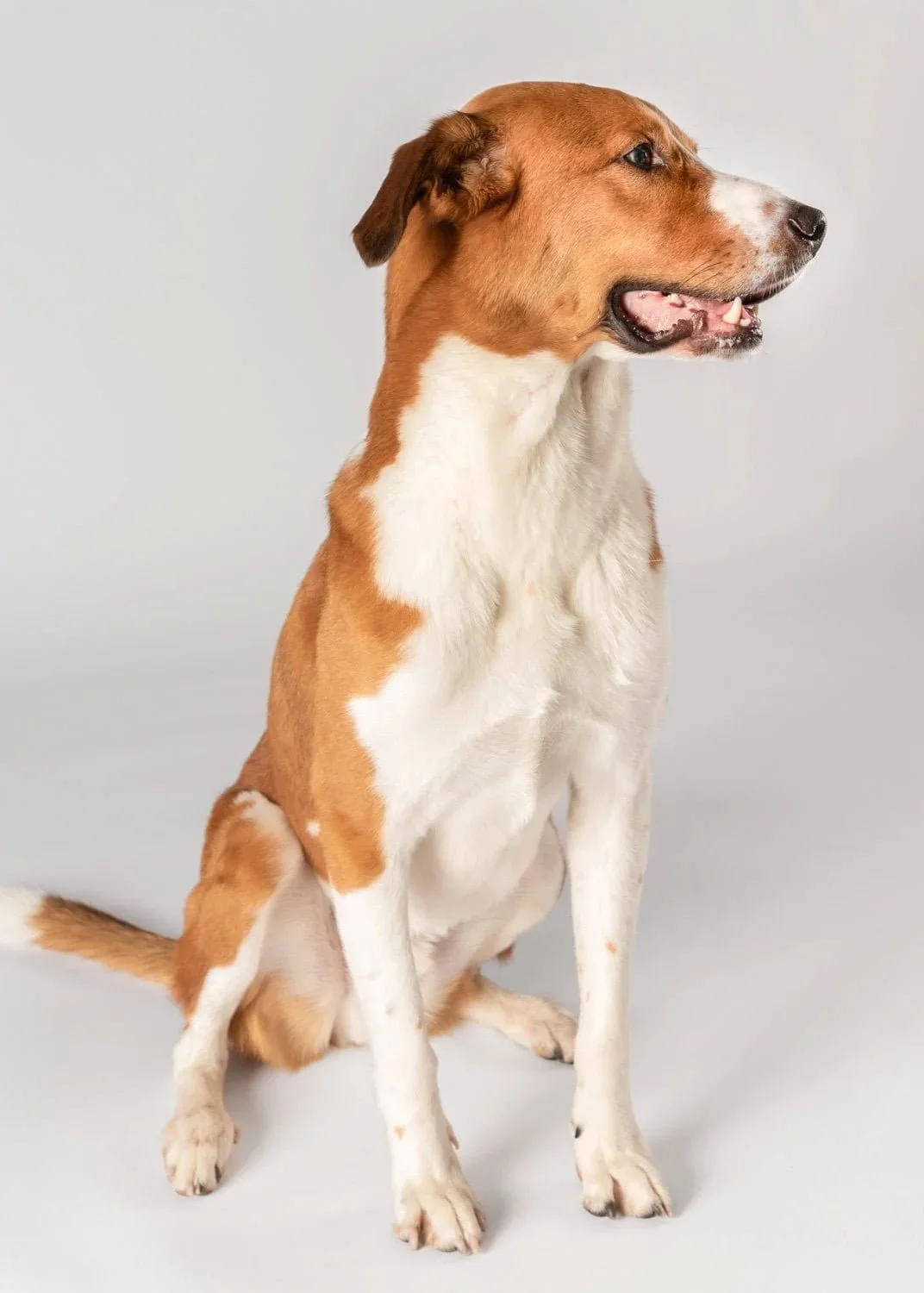 lesley-ames-pet-portrait-07.jpg