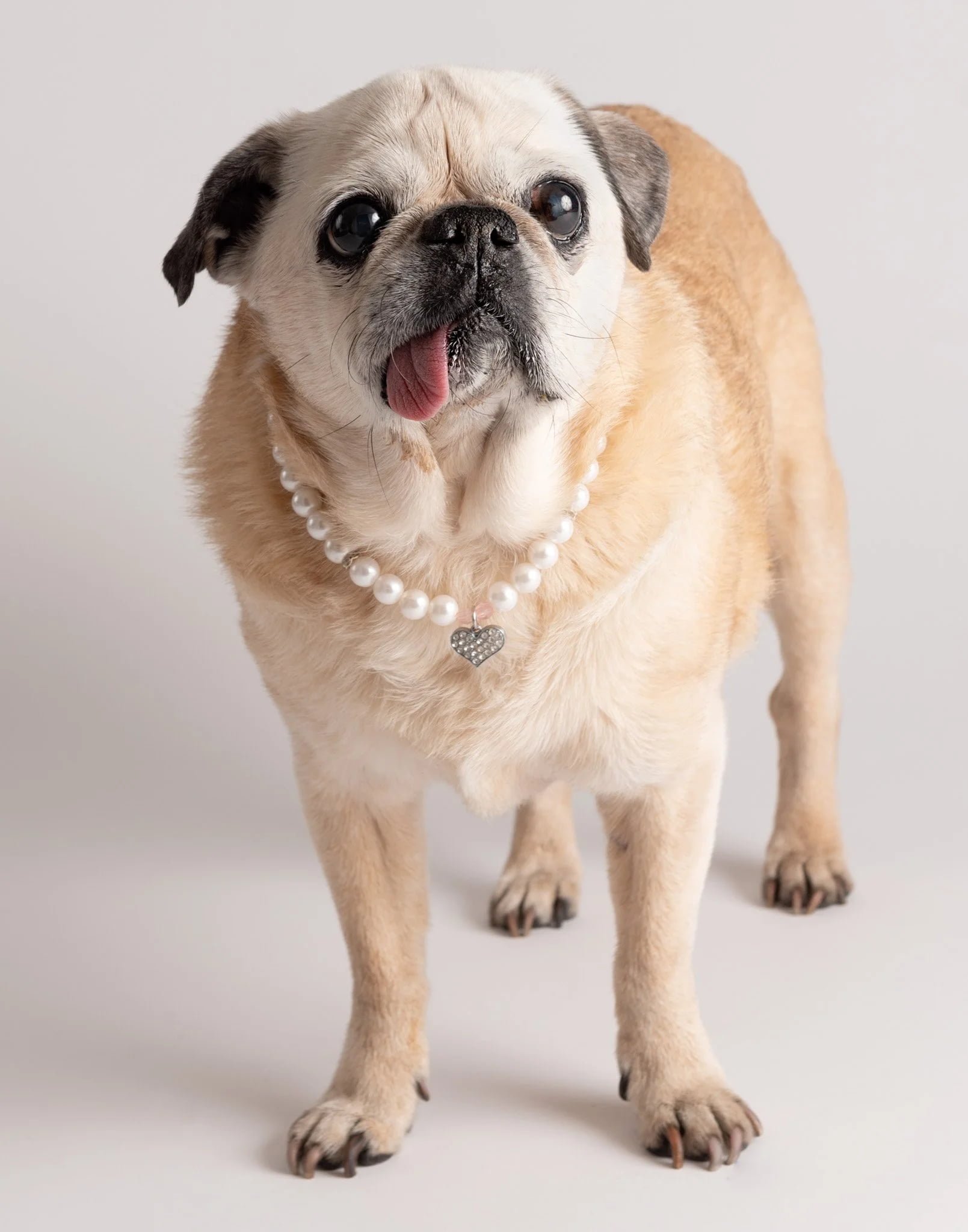 lesley-ames-pet-portrait-02.jpg