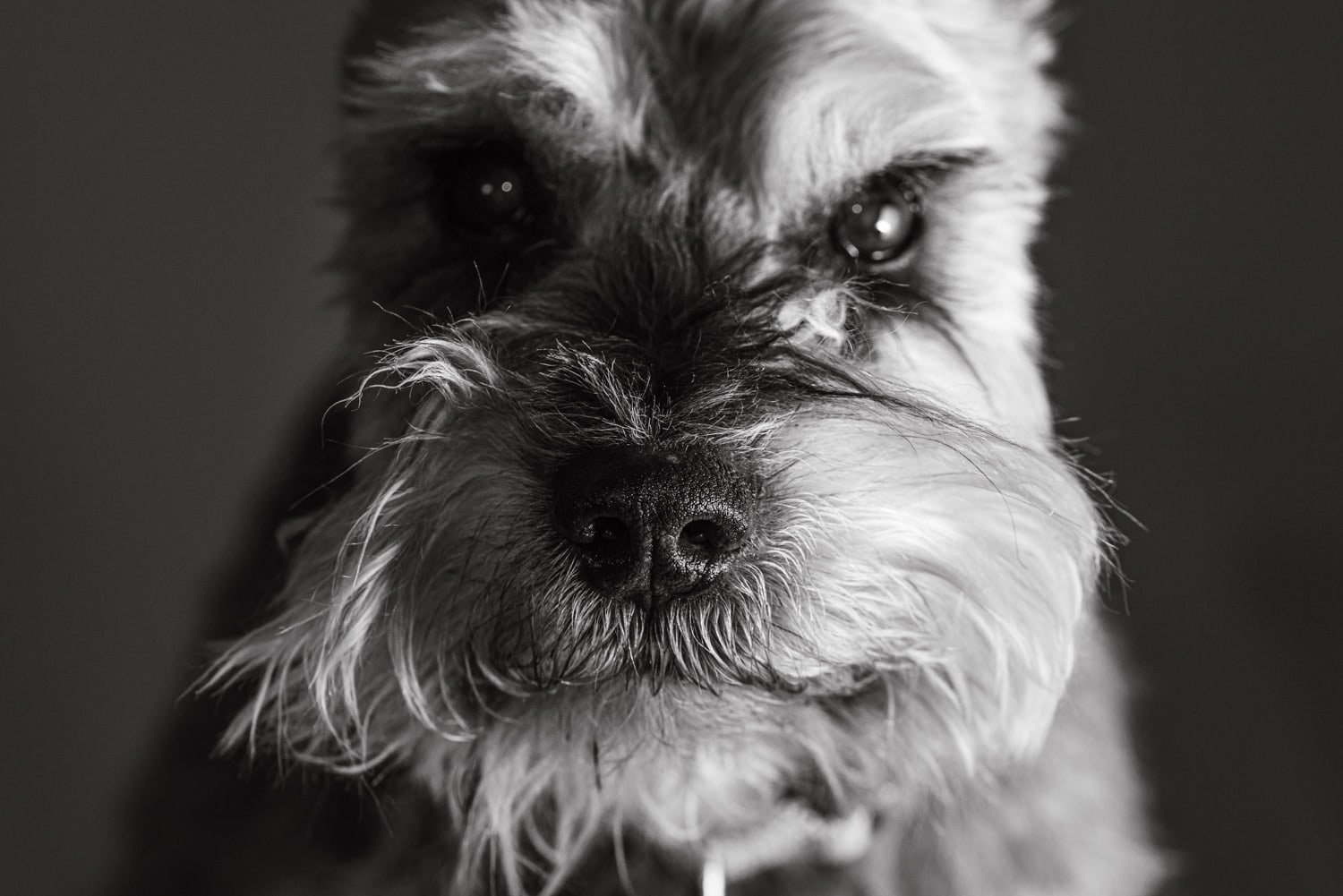 lesley-ames-pet-psychic-stanley.jpg