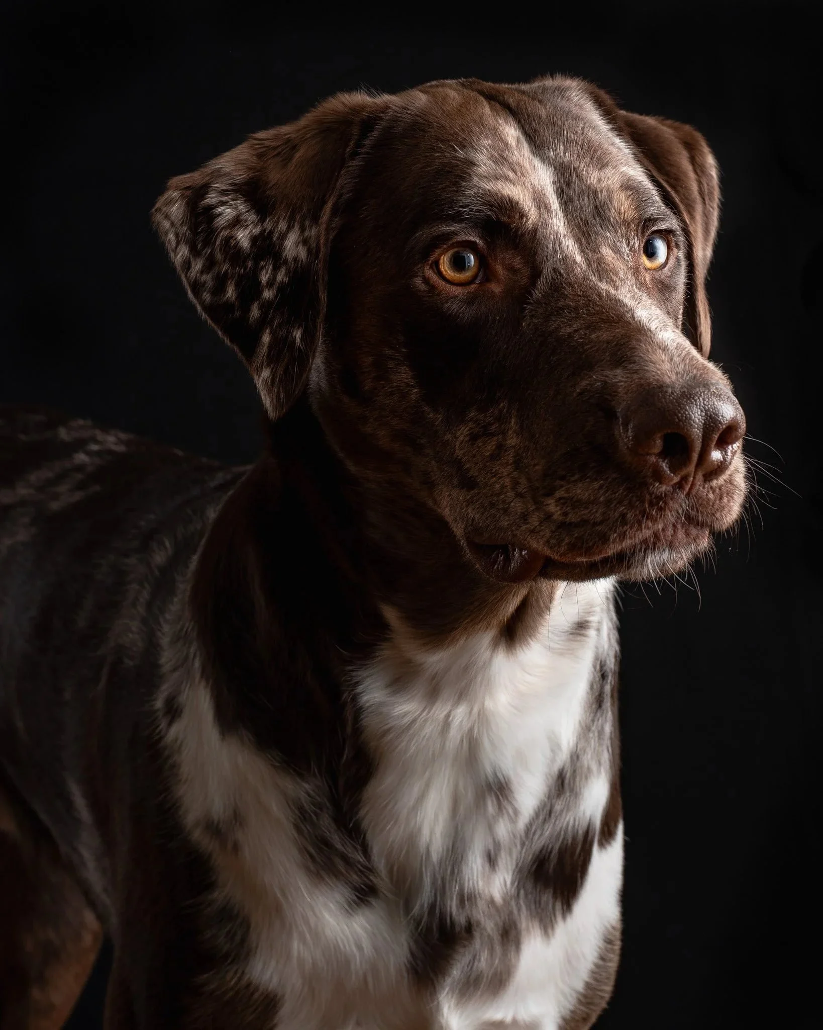 lesley-ames-pet-portrait-08.jpg