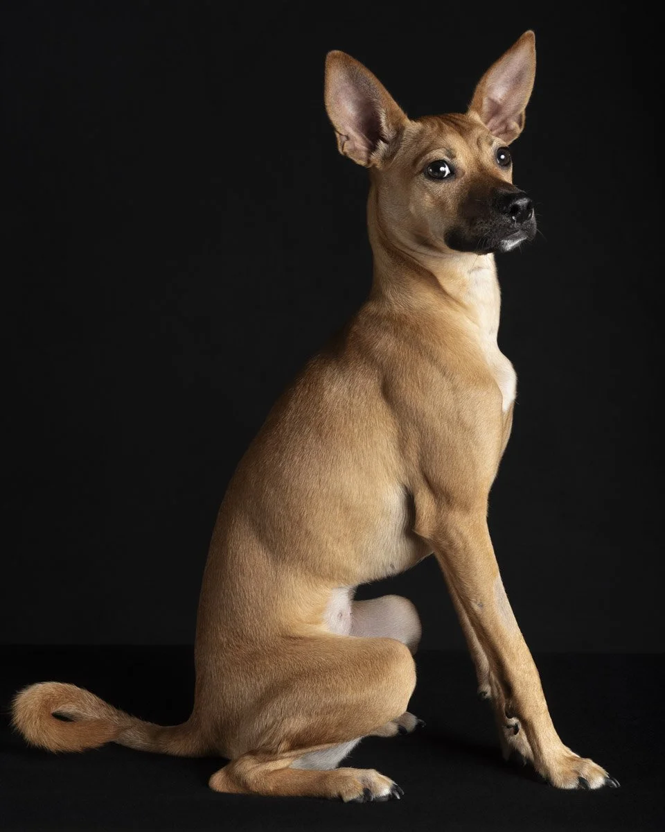 lesley-ames-pet-portrait-20.jpg