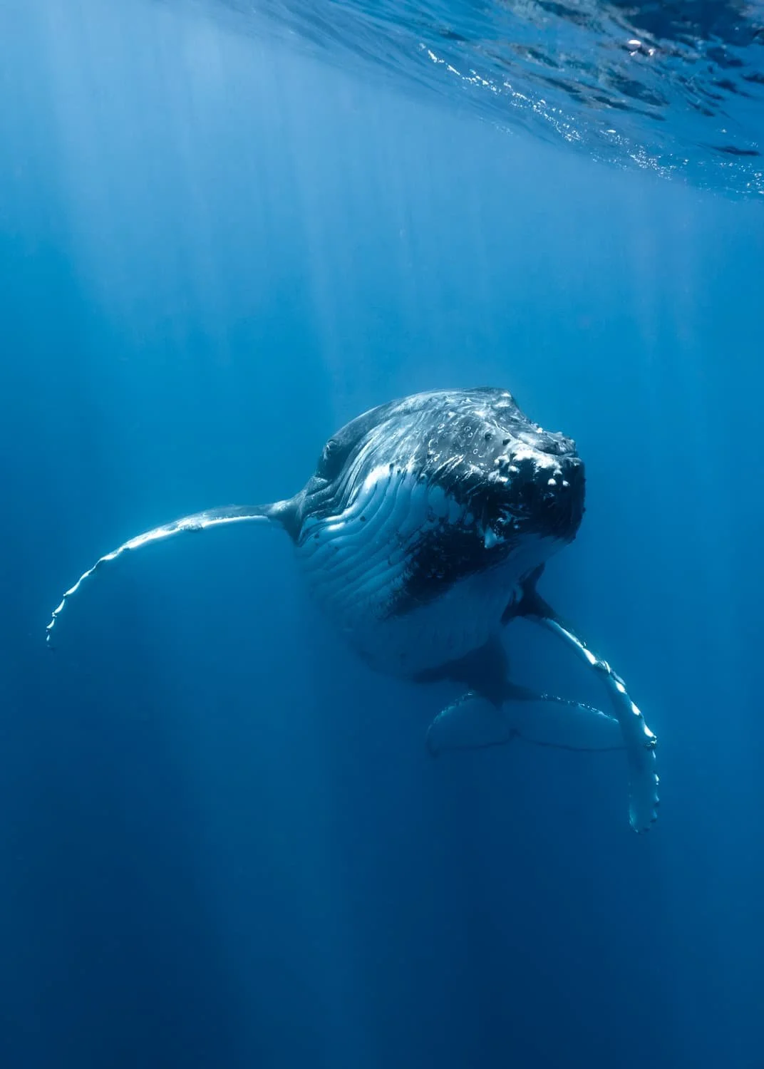 Humpback whale mother, Tonga — Lesley Ames nature photography