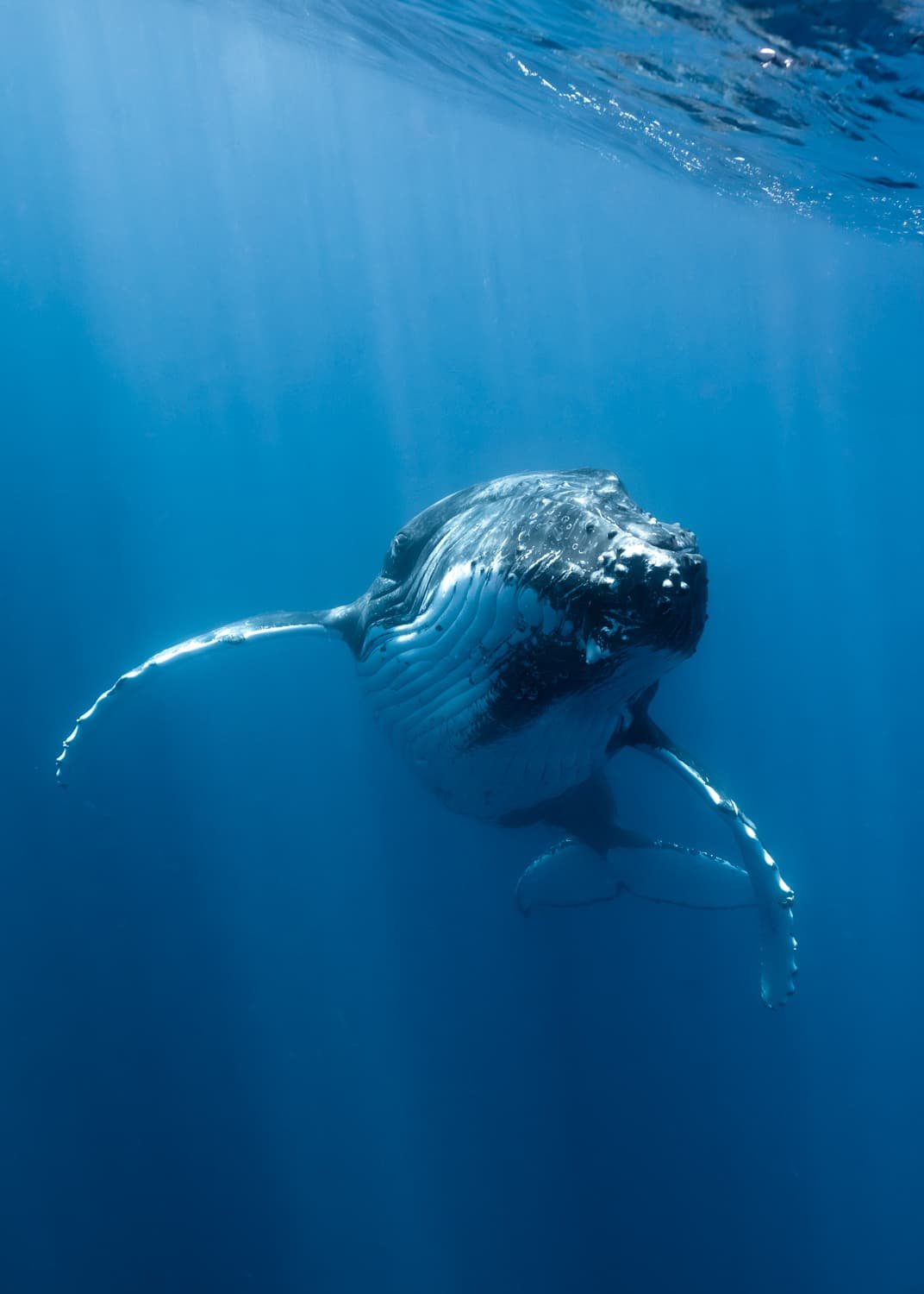 Humpback whale mother and calf, Tonga — Lesley Ames nature photography