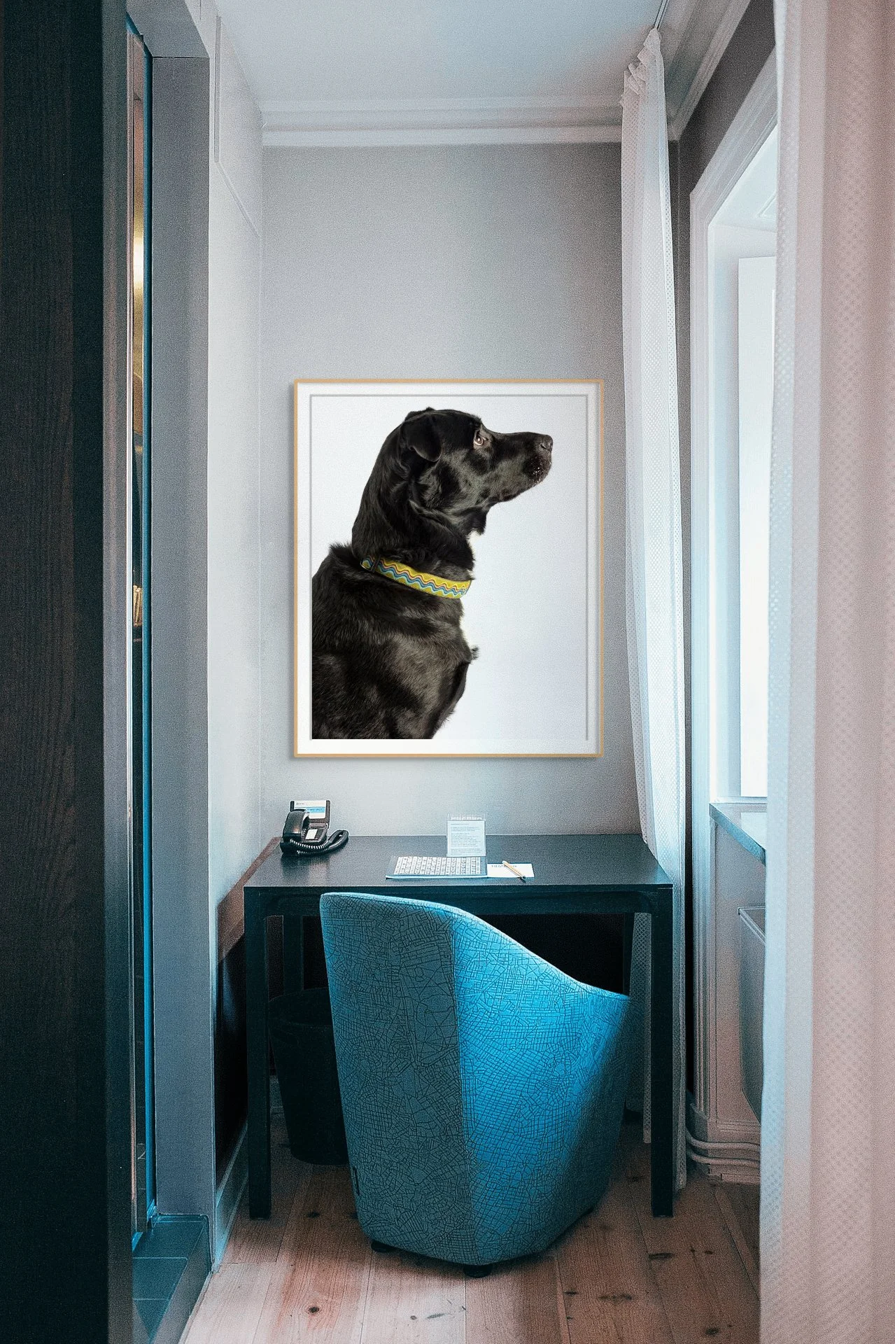 lesley-ames-pet-portrait-27.jpg.jpg