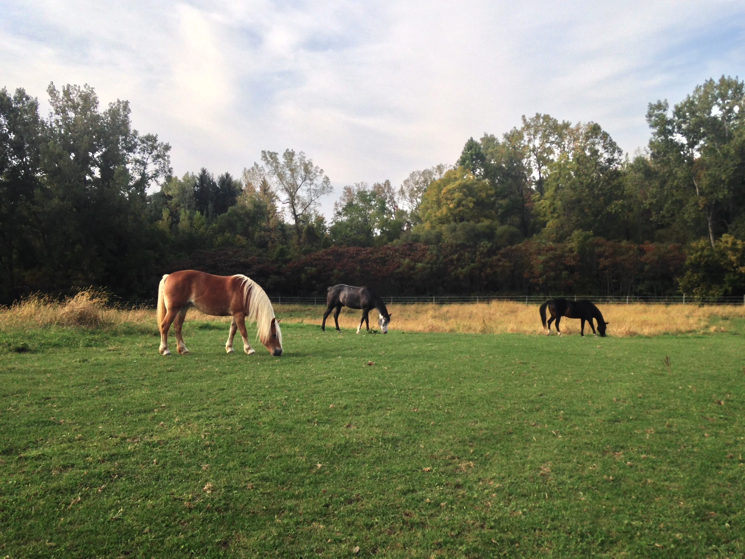 Lanie, Glory and Jet enjoying a nice Spring day.