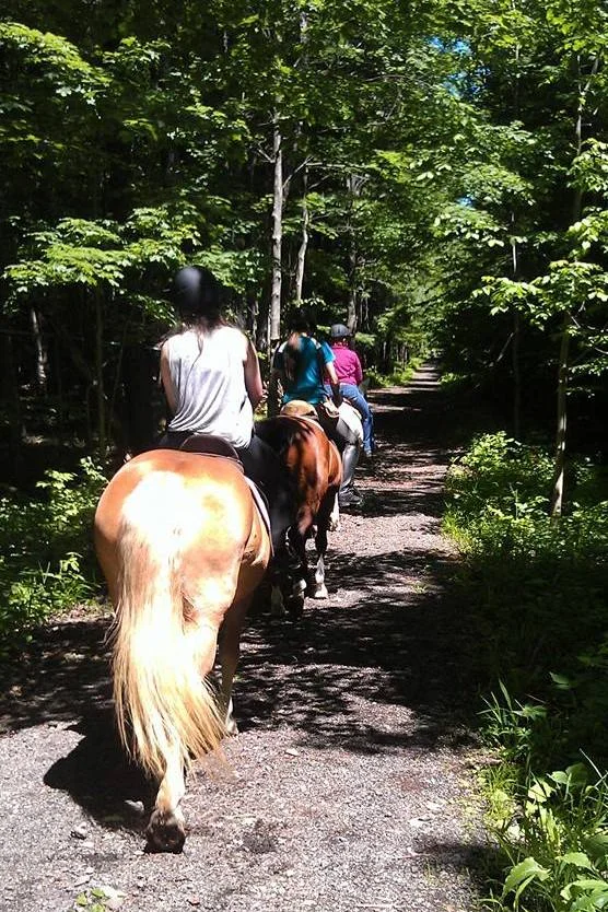 A group barn trail ride.