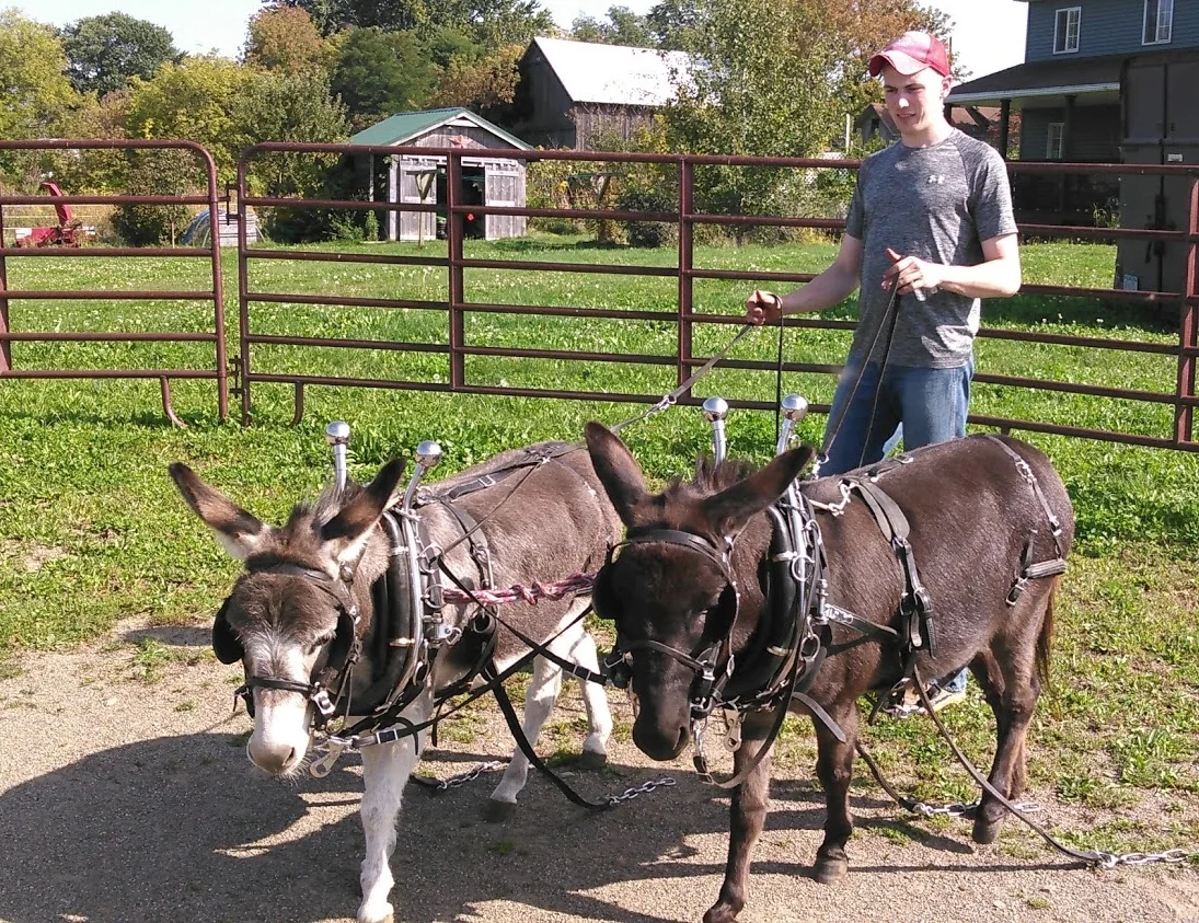 Dan and donkeys practicing as a team