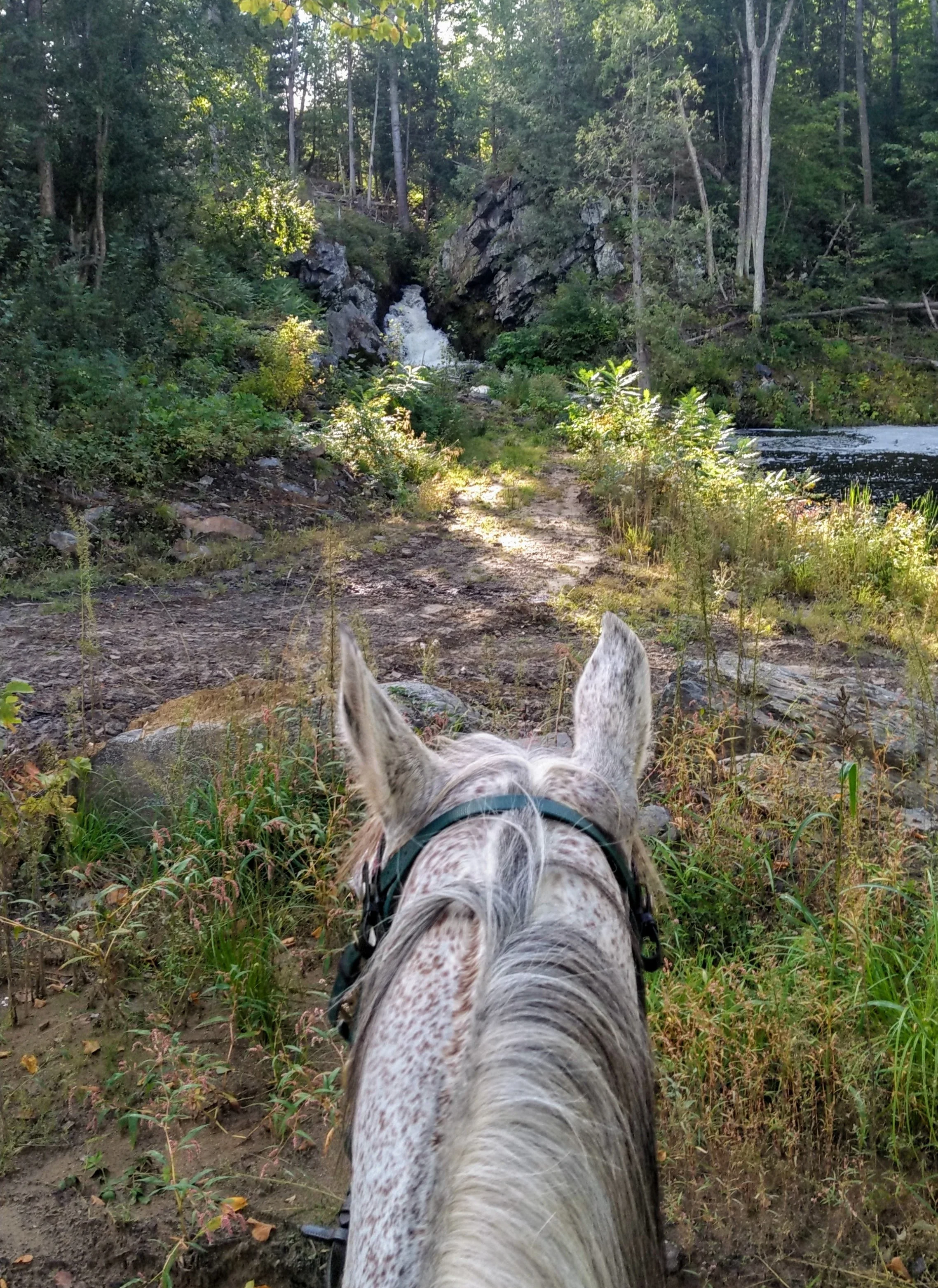 Caroline and Glory’s 3rd 100-mile Endurance Race: A Tale in Numbers