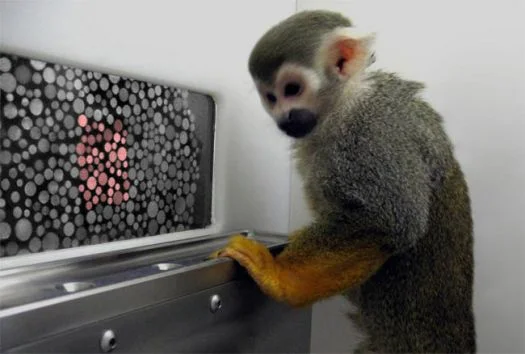 monkey_colorblind