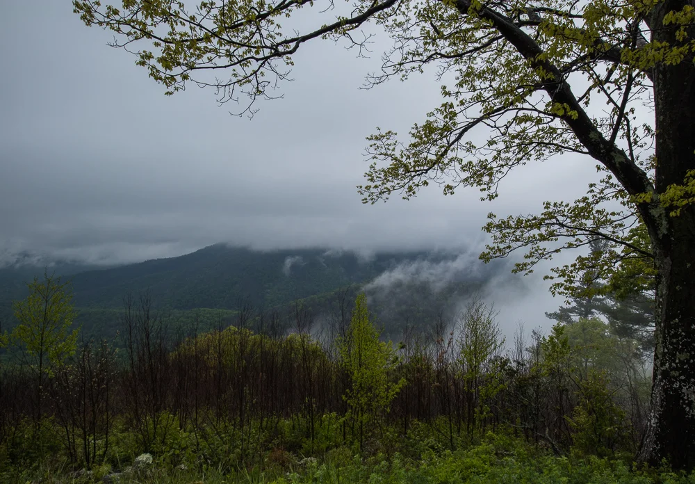 A break in the fog at one of the overlooks. We could see it would get heavier as we drove on.