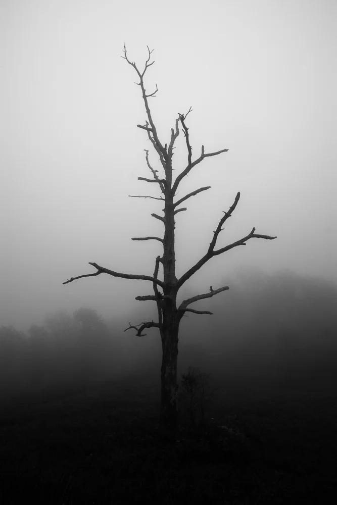 Fortunately, the lone dead tree that caught my eye as we drove past that particular overlook still stood out.