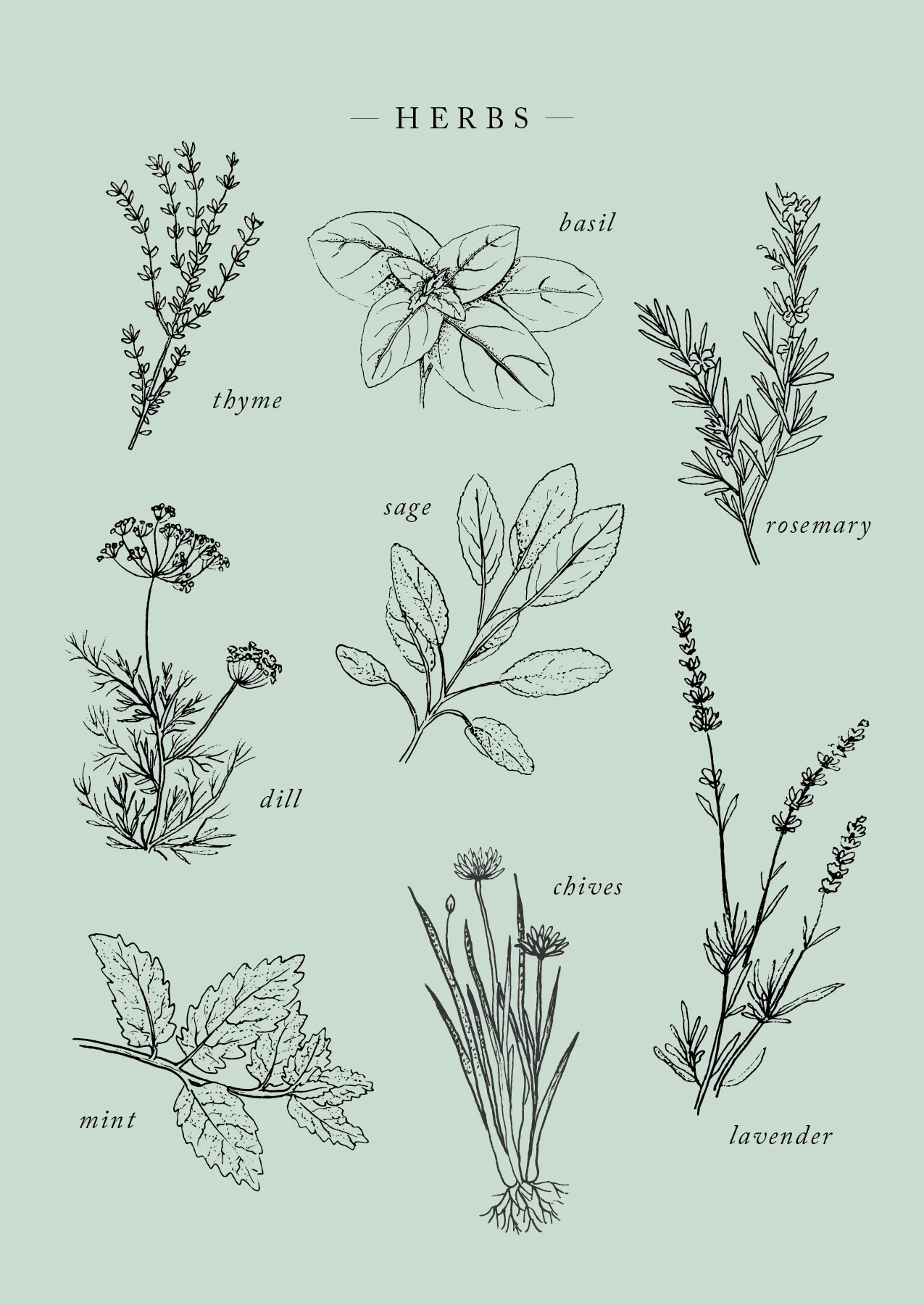 Herb Postcard_forweb.jpg