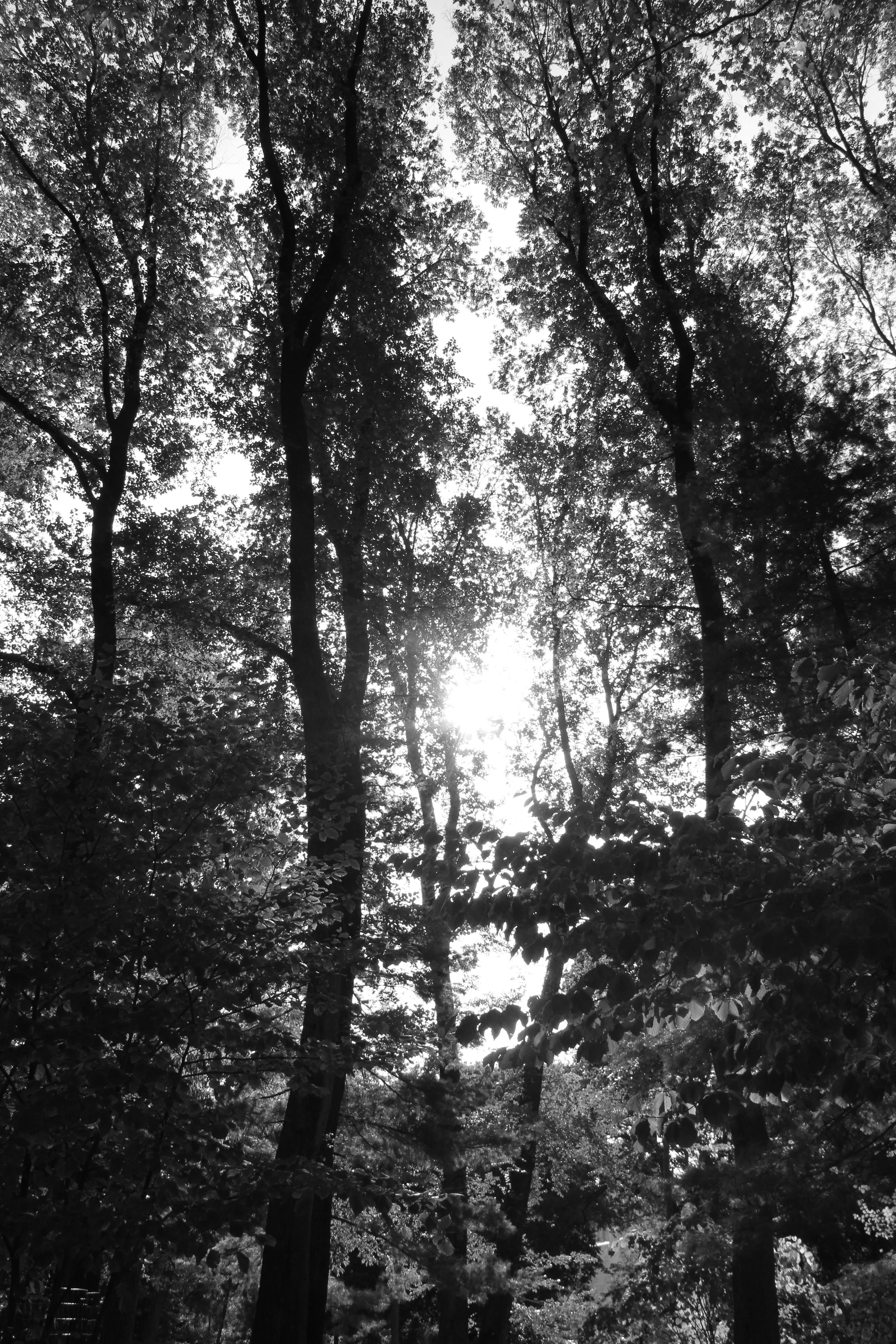 Central park