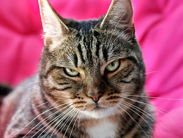 99233806-bringing-home-new-cat-632x475.jpg