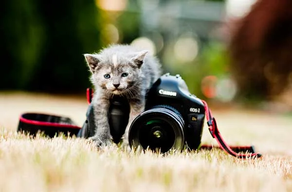 cat-taking-photo.jpg