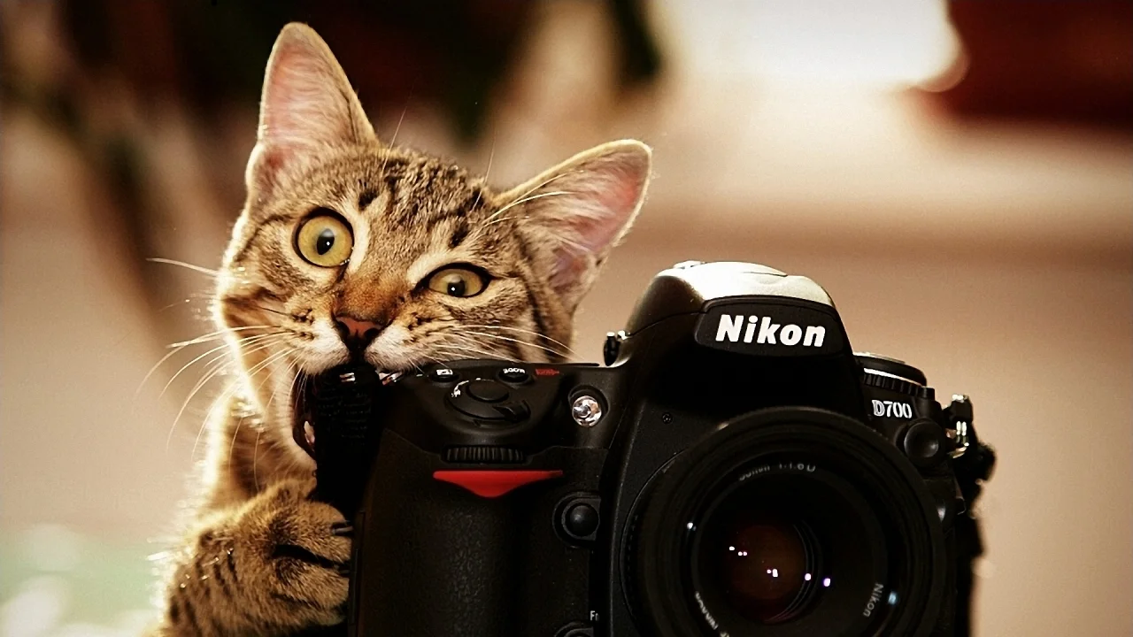 cats-bite-funny-cameras-nikon-kittens-photo-camera-biting-1280x720.jpg