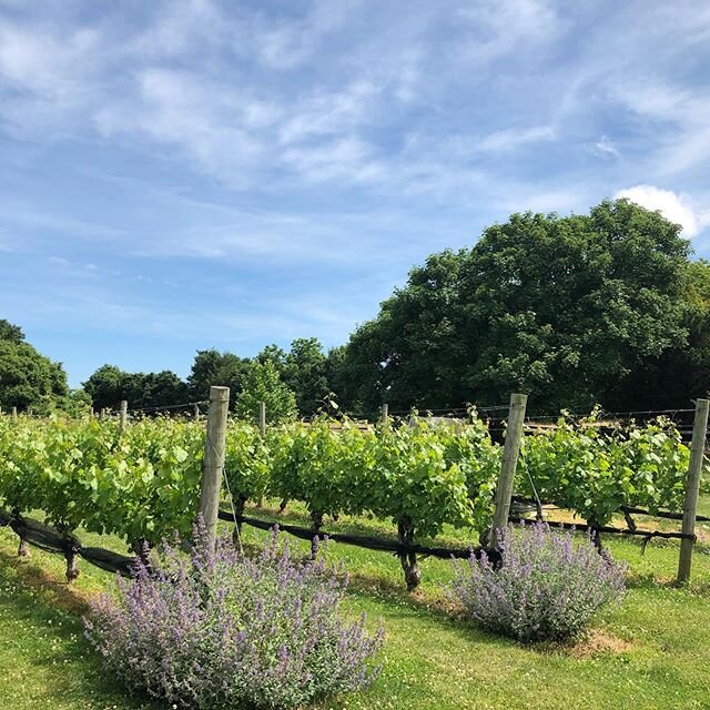 Restorative morning walk in nature 🌿🌷A clear mind, and very excited on our new @openartadvisory online initiatives with an inaugural exhibit by our British curator. Look out for more information to come on our social media and website!www.openartad