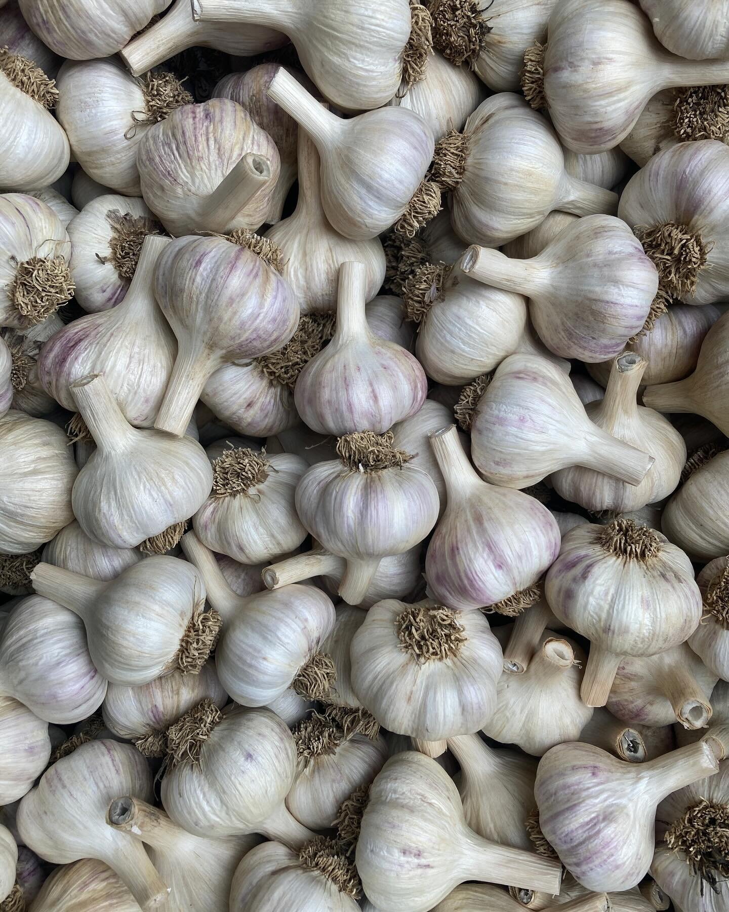 We still have some lovely organic seed garlic available for sale! We set aside our biggest heads for seed and they tested negative for disease. Under suitable conditions, the larger cloves in these heads will produce big heads for you next year. 
We 