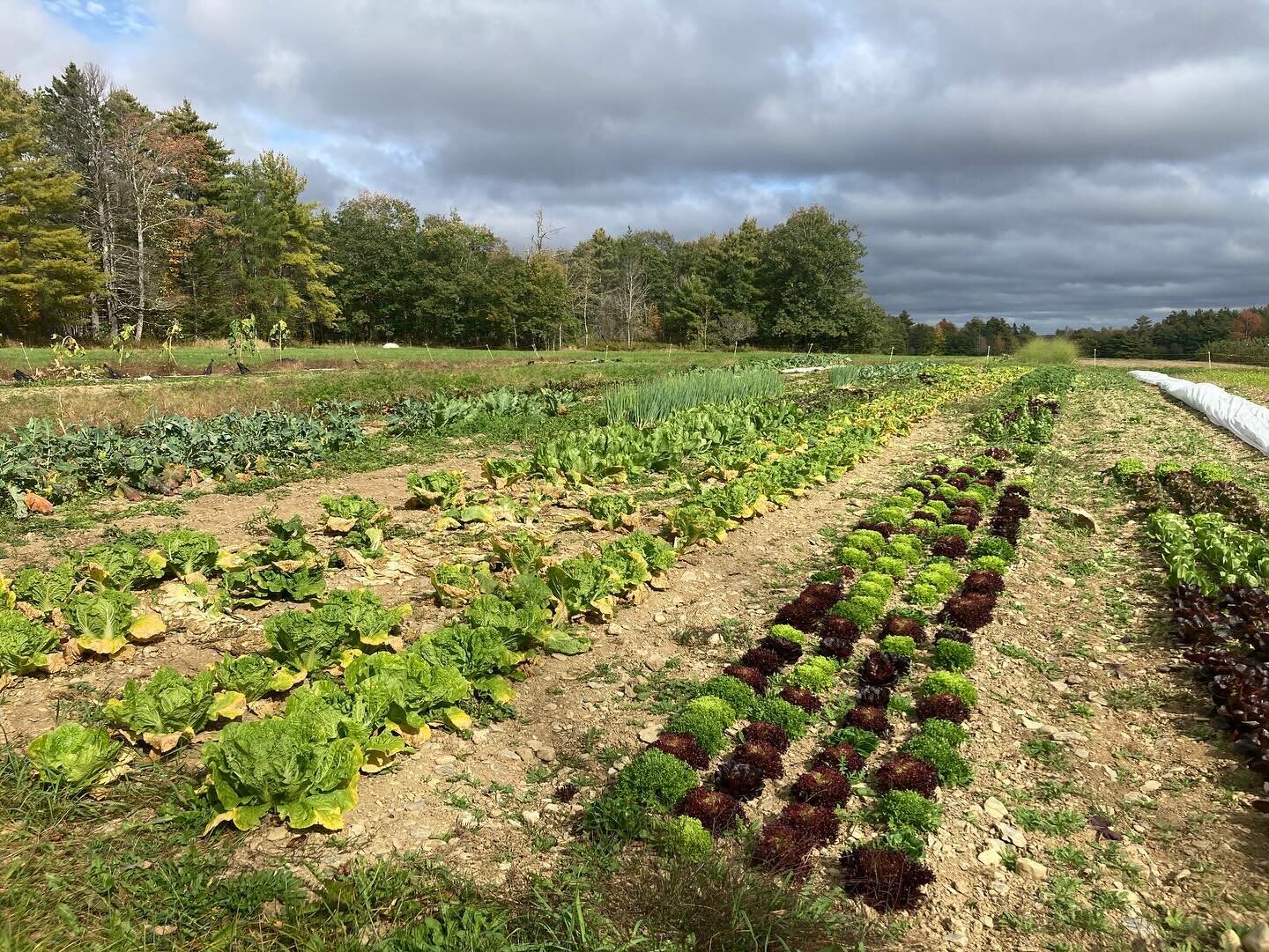 October views. We&rsquo;ll be at the Ellsworth and Bangor Farmers&rsquo; Markets this weekend, rain or shine. 🌶️ 🥬 🥕 🥗 🍆 🧄🌬️🍃