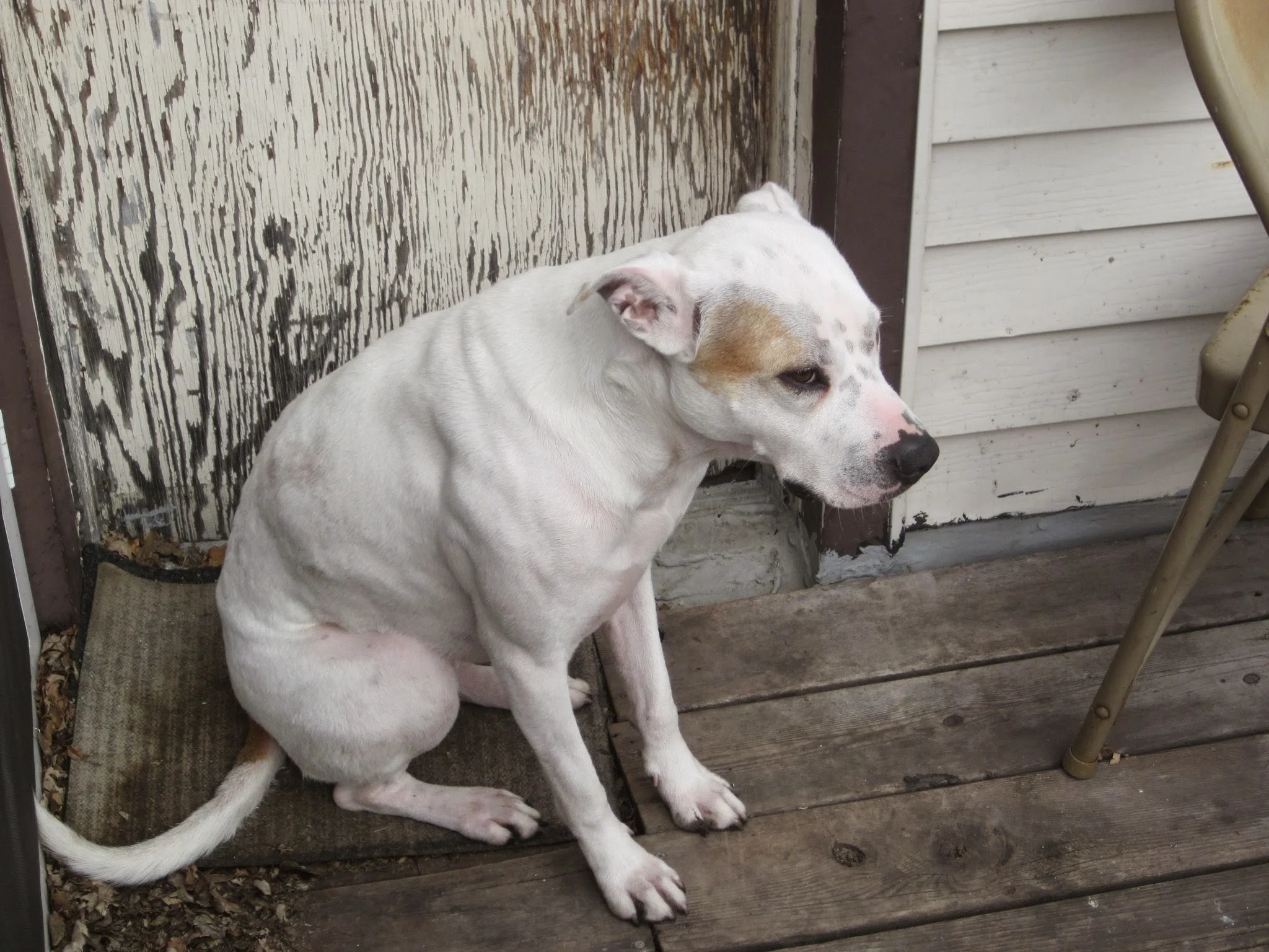 Here is a photo of Neighbordog, since everyone loves her. 