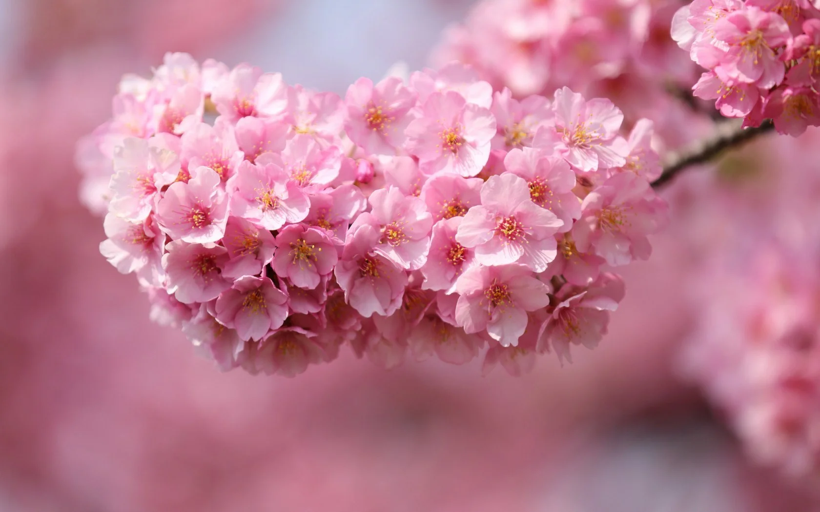 6905714-cherry-flowers-pink-petals-twigs-close-up.jpg