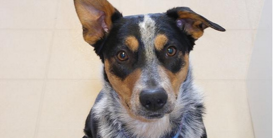 Not the dog, dude. I don't care if you told me by page 3 he was over 10 years old already. Get your own loyal Jasper and adopt this guy, Zeke, from Australian Cattle Dog Rescue Association